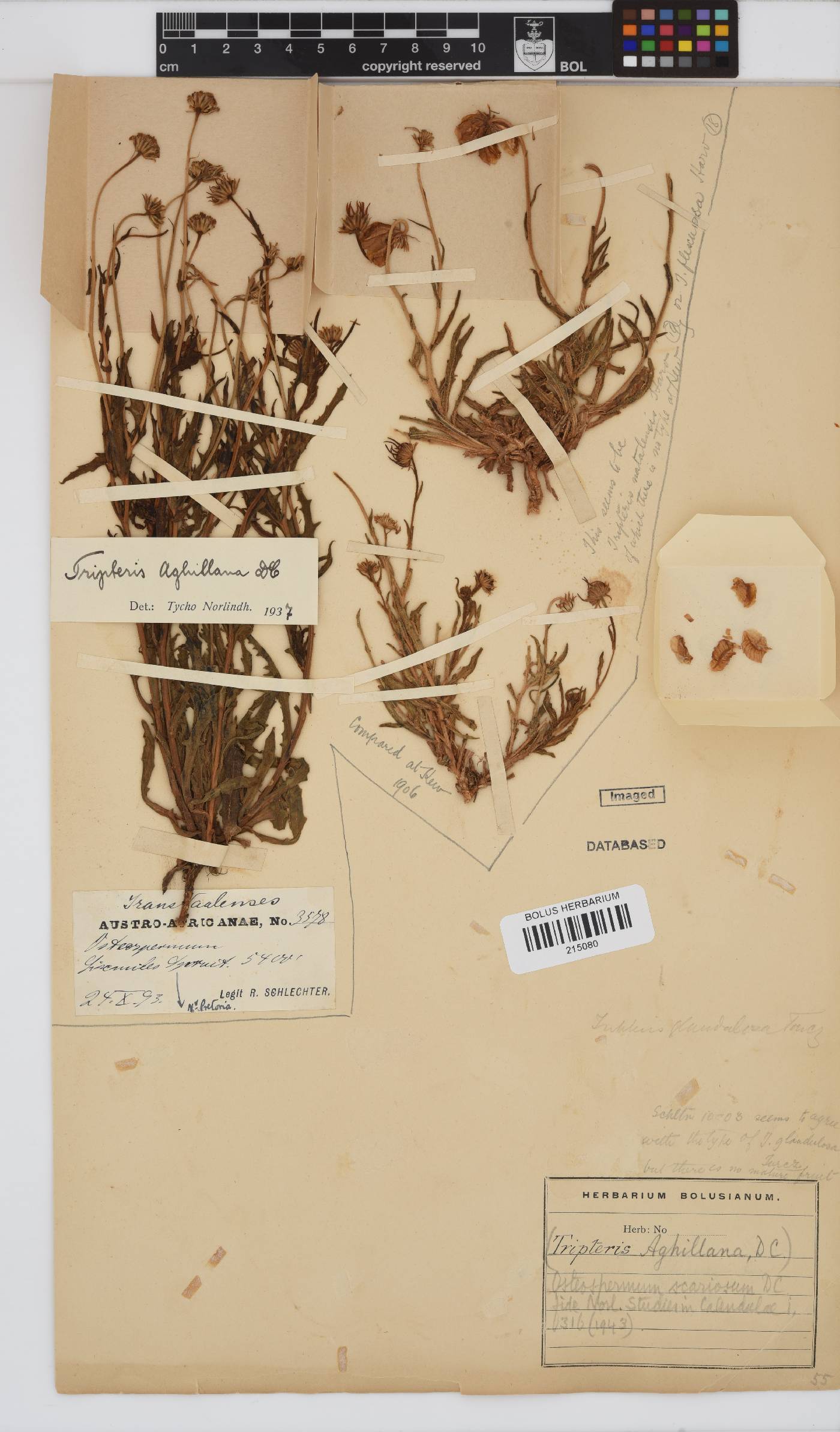 Osteospermum scariosum var. scariosum image