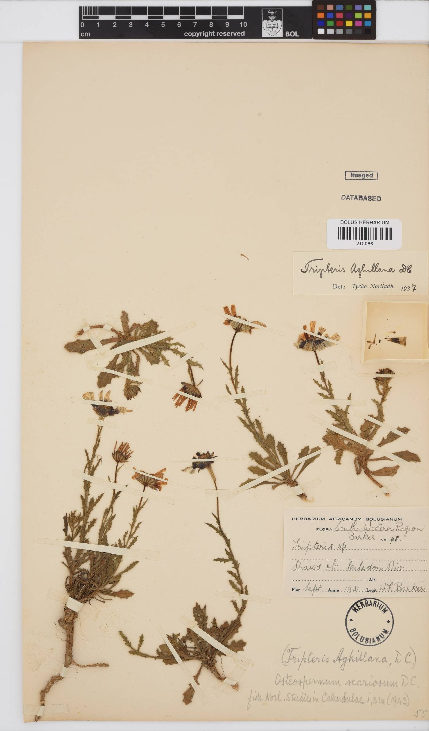 Osteospermum scariosum image