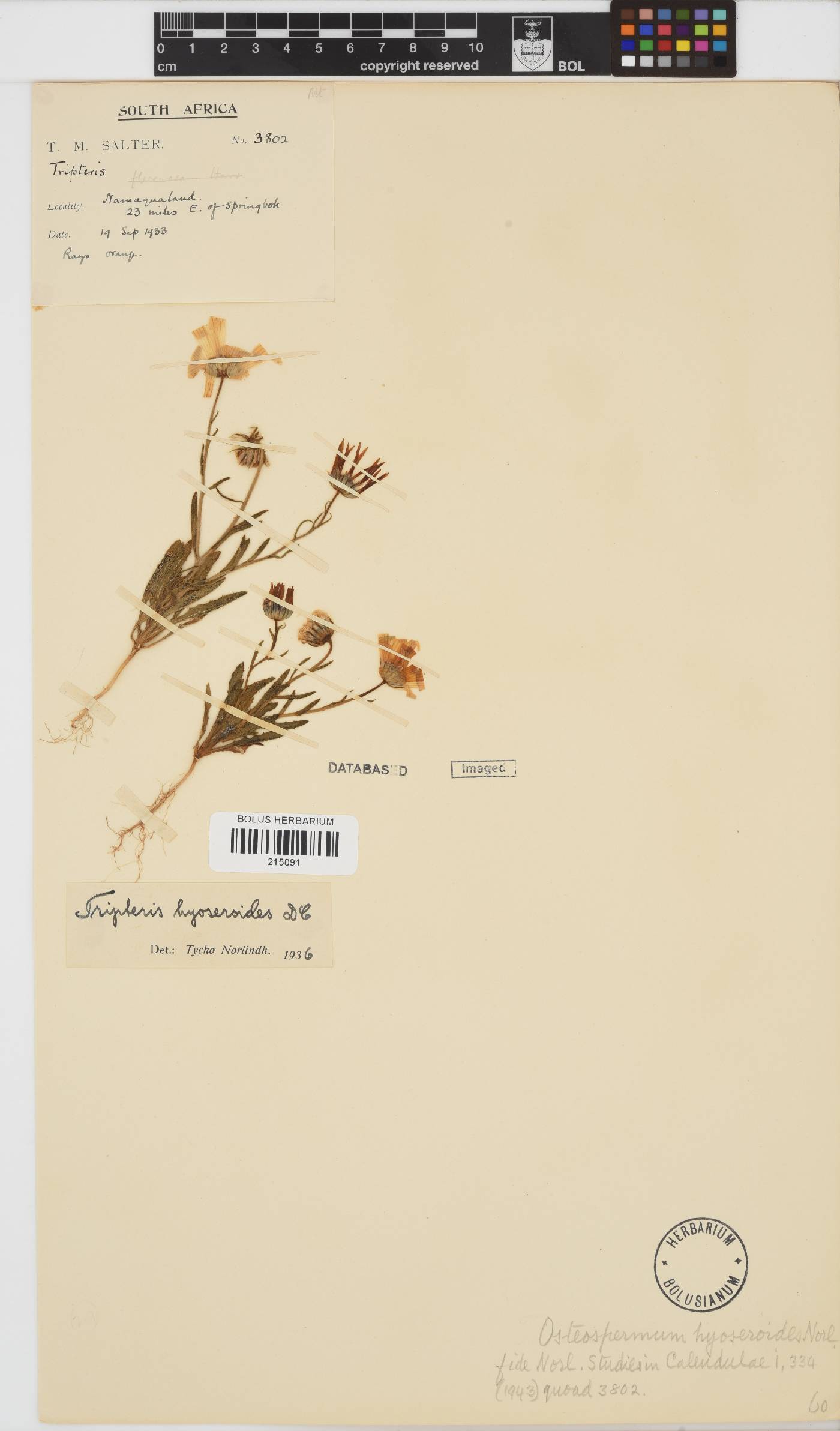 Osteospermum hyoseroides image
