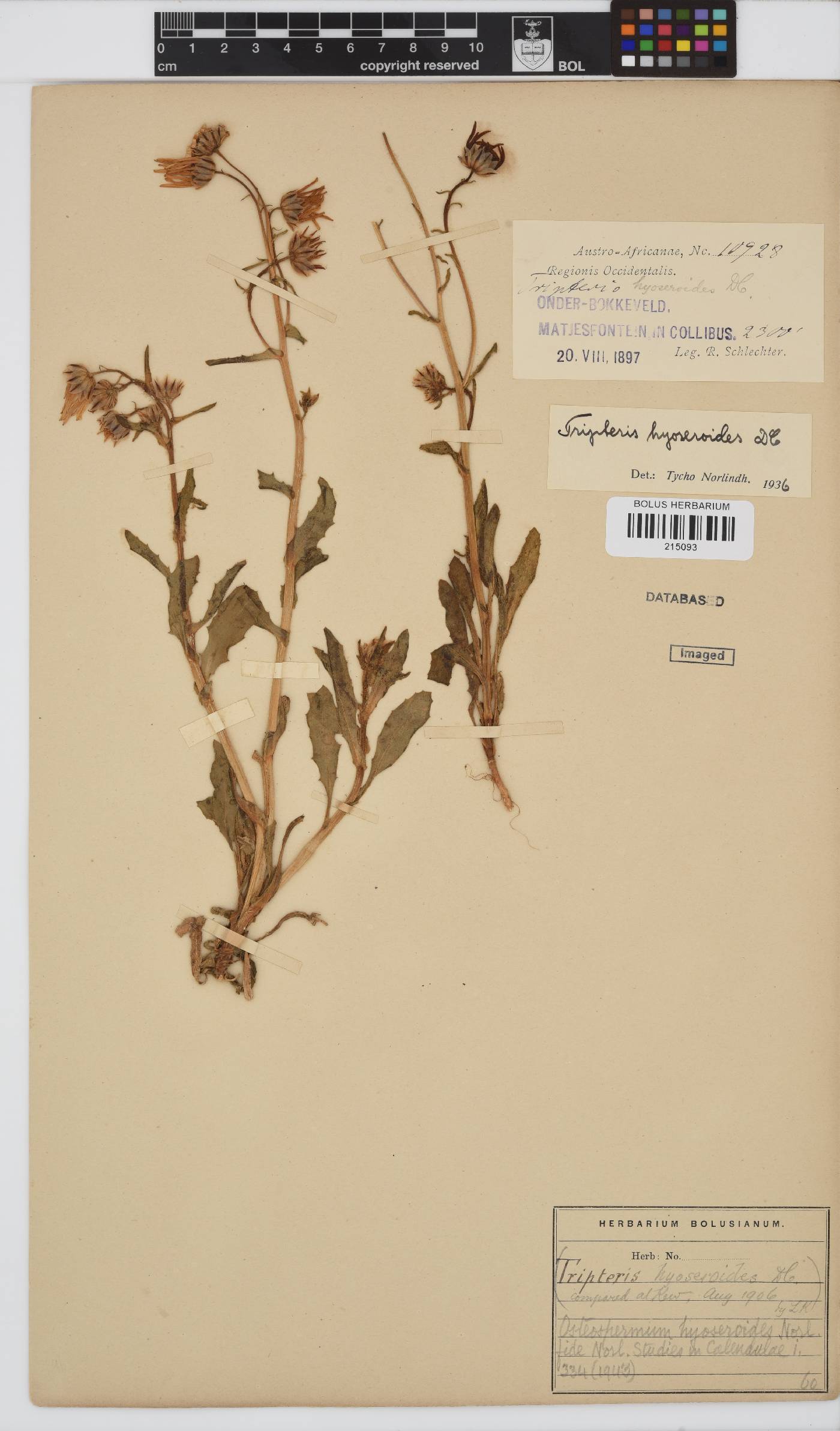 Osteospermum hyoseroides image
