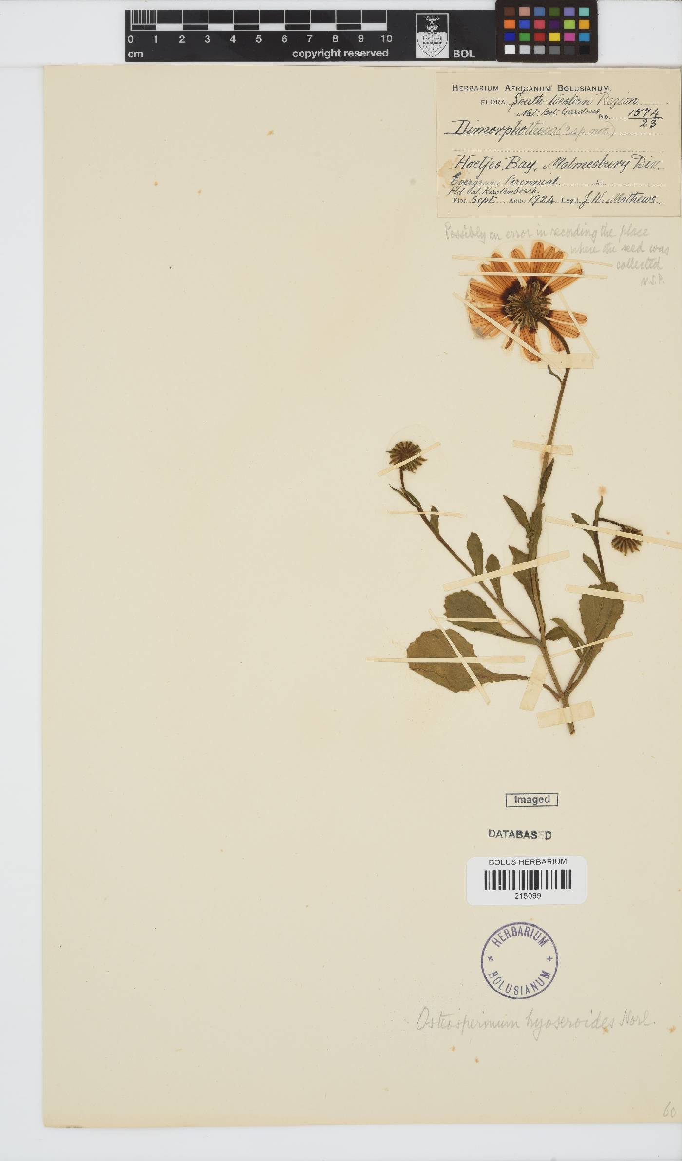 Osteospermum hyoseroides image