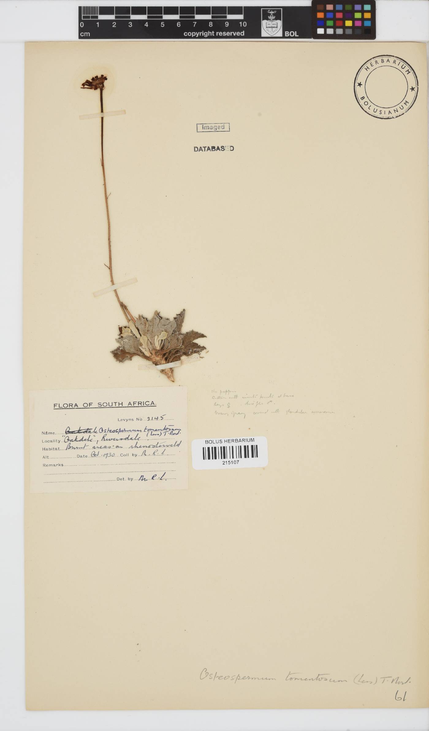 Osteospermum tomentosum image