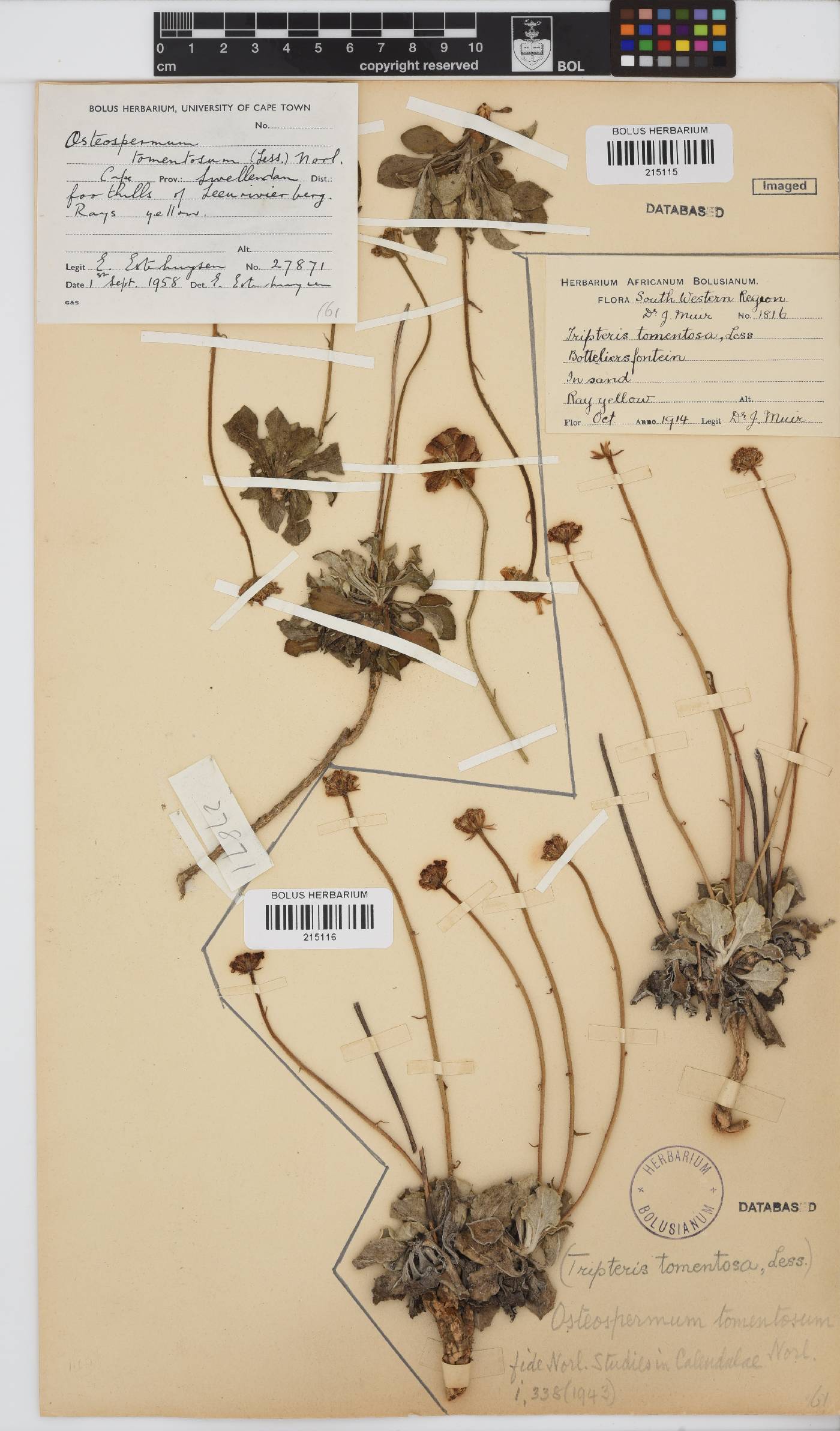 Osteospermum tomentosum image