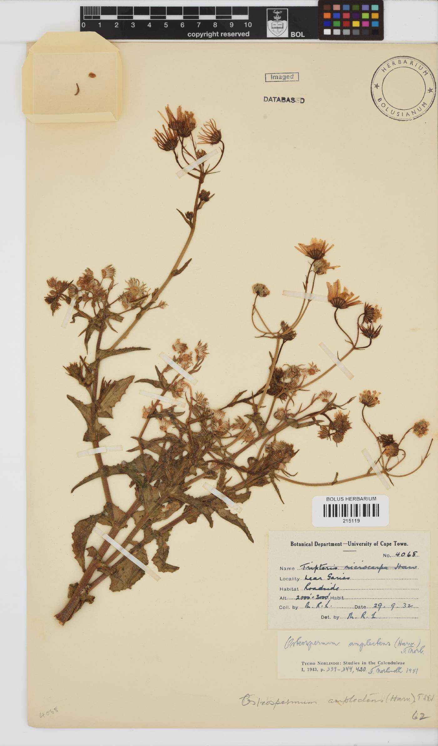 Osteospermum amplectens image