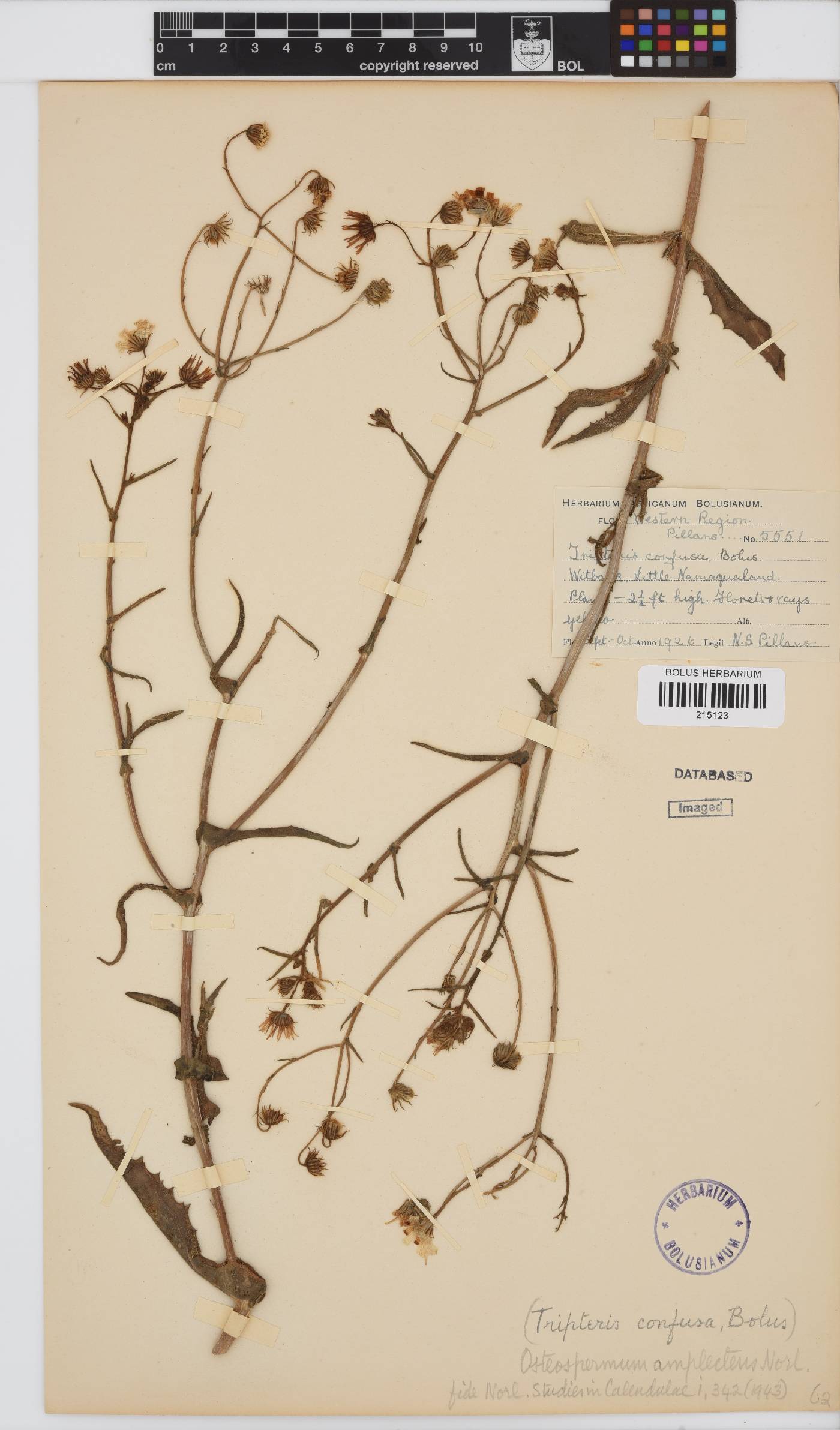 Osteospermum amplectens image