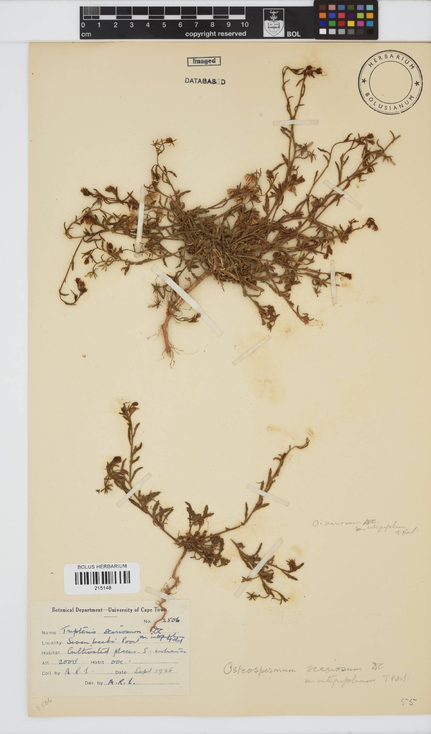 Osteospermum scariosum var. integrifolium image