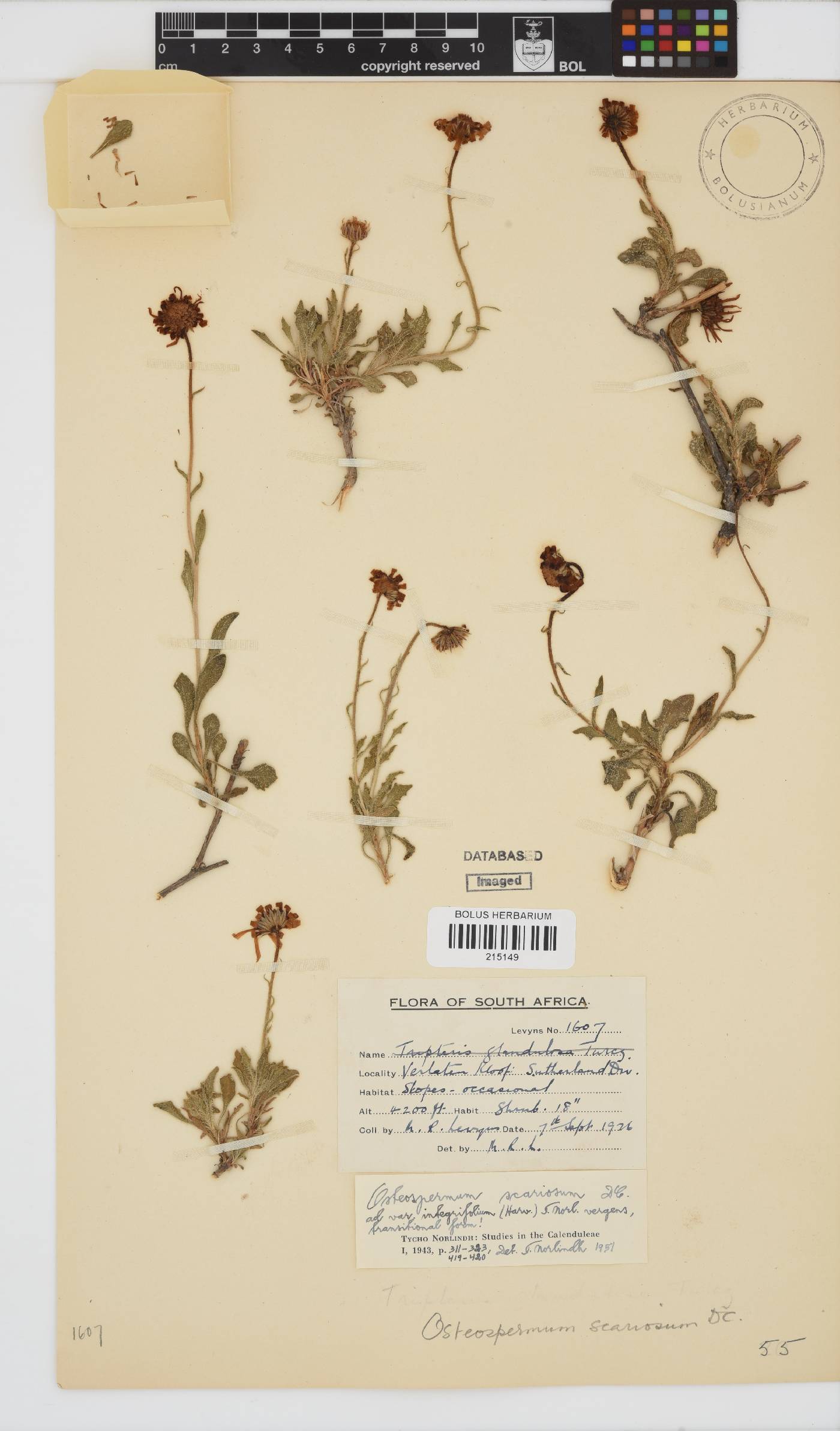Osteospermum scariosum var. integrifolium image