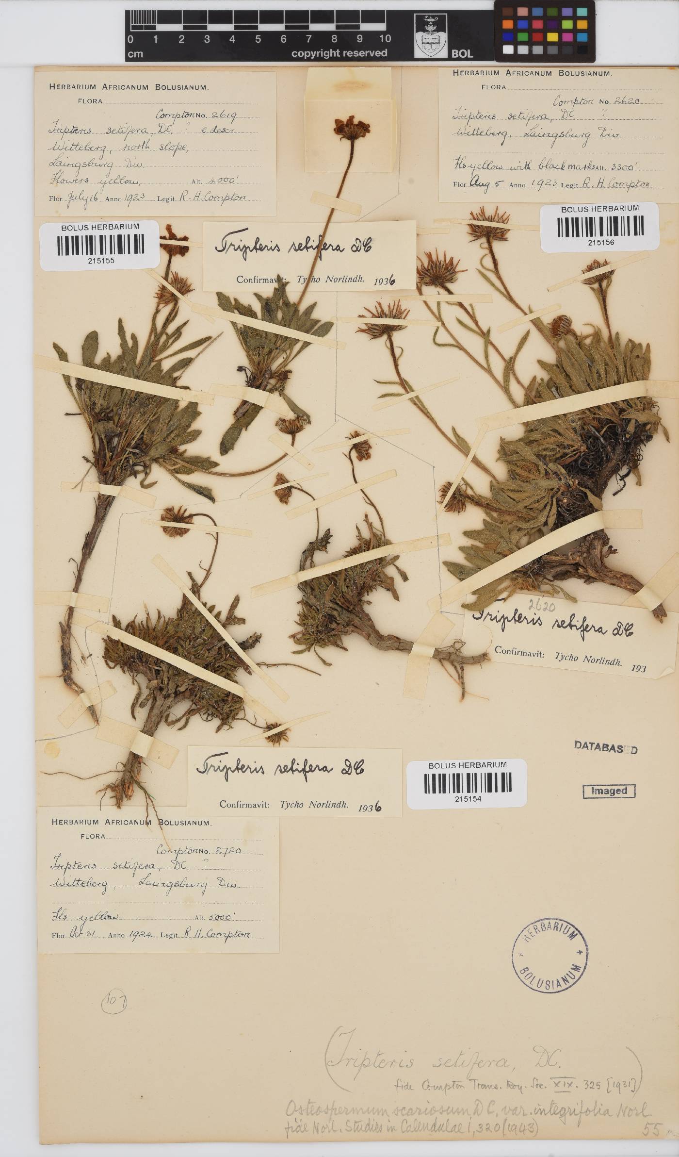 Osteospermum scariosum var. integrifolium image