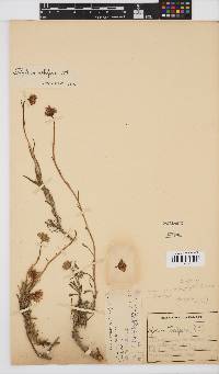 Osteospermum scariosum image