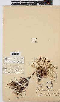 Image of Osteospermum spinigerum