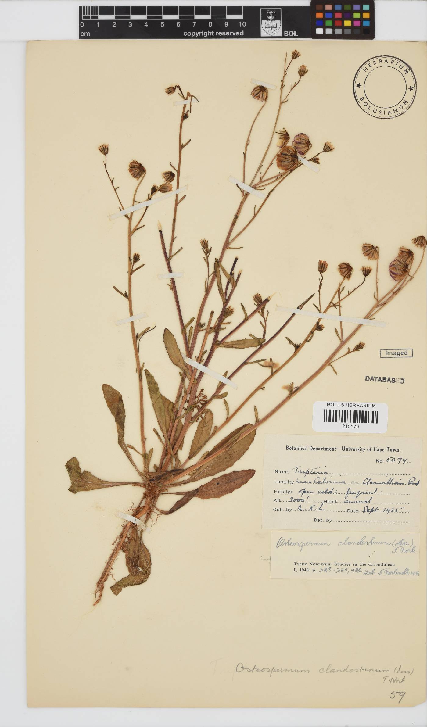 Osteospermum monstrosum image