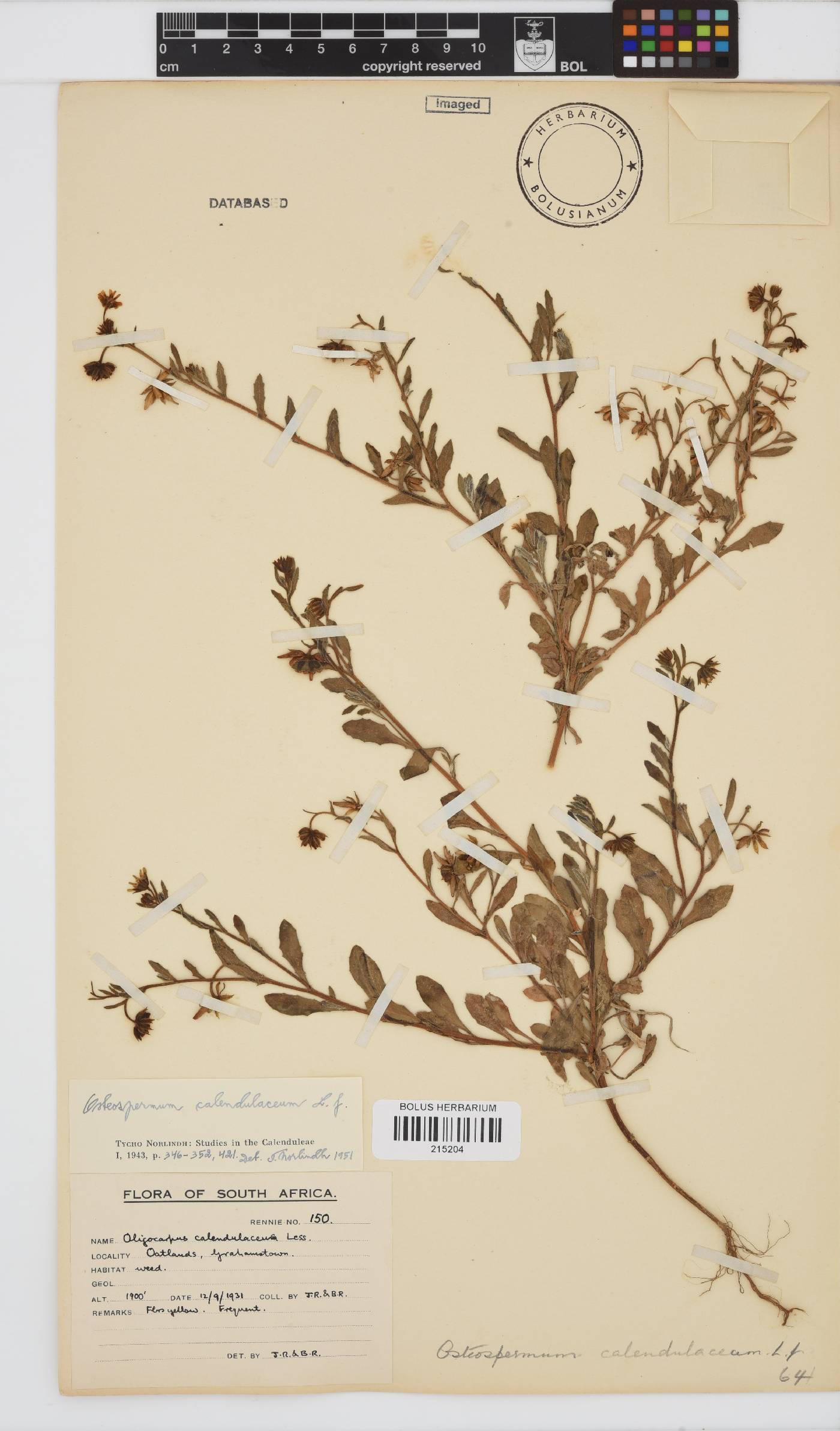 Osteospermum image