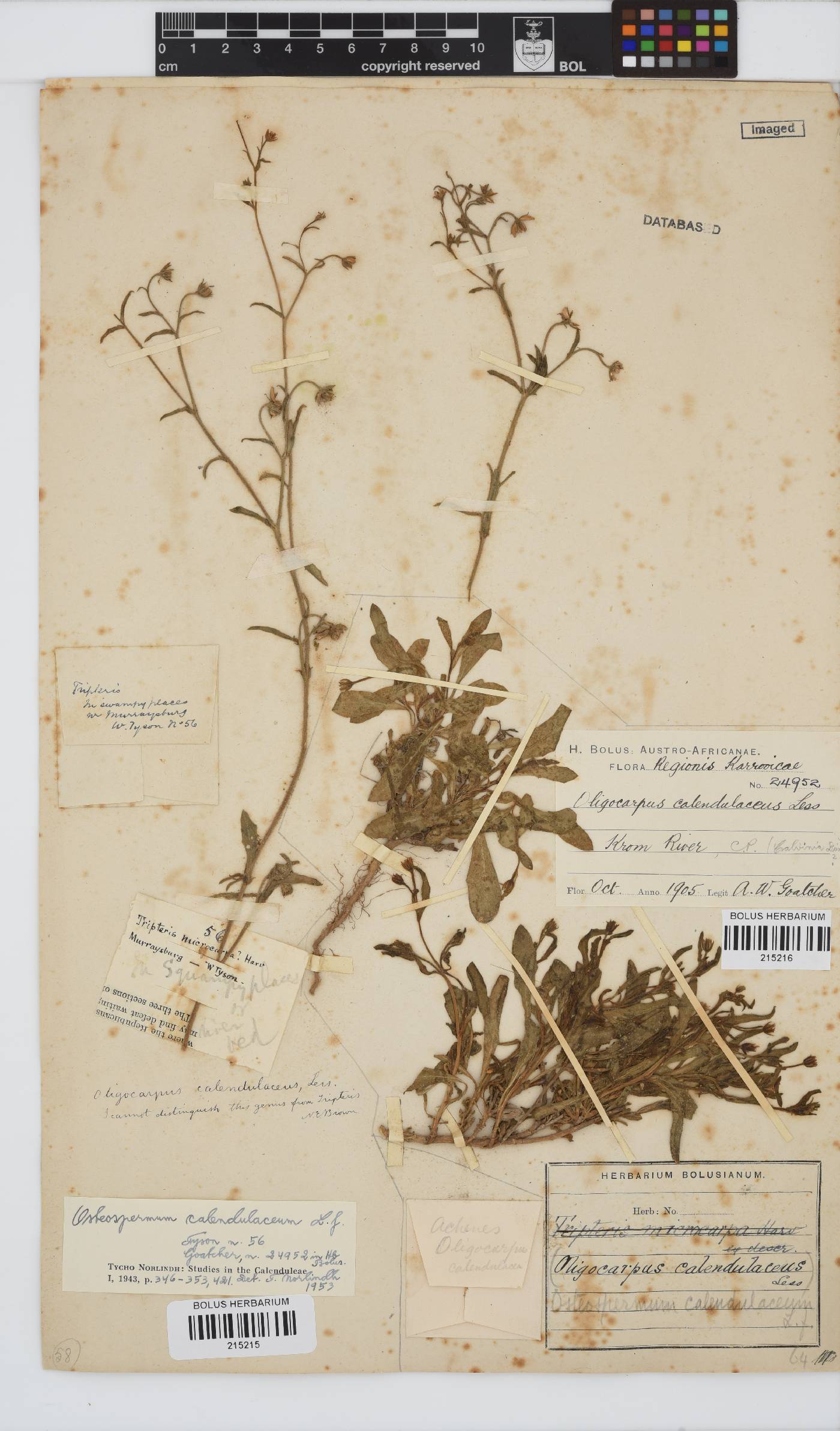 Osteospermum calendulaceum image