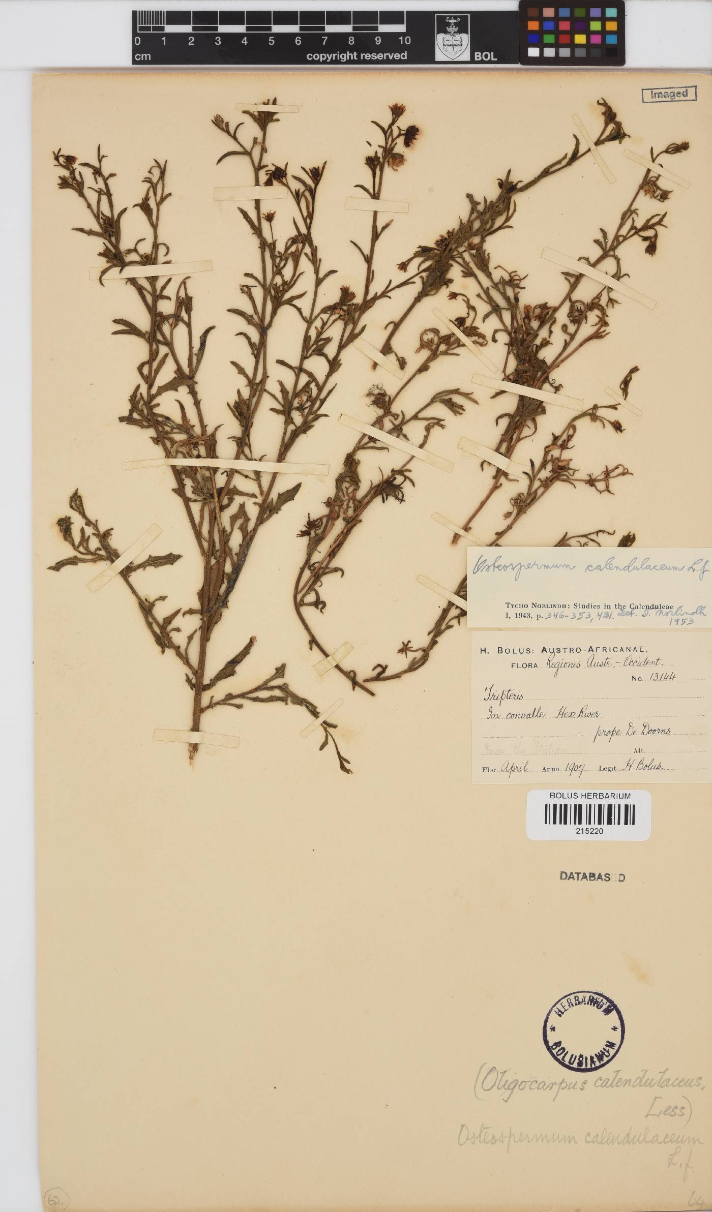Osteospermum calendulaceum image