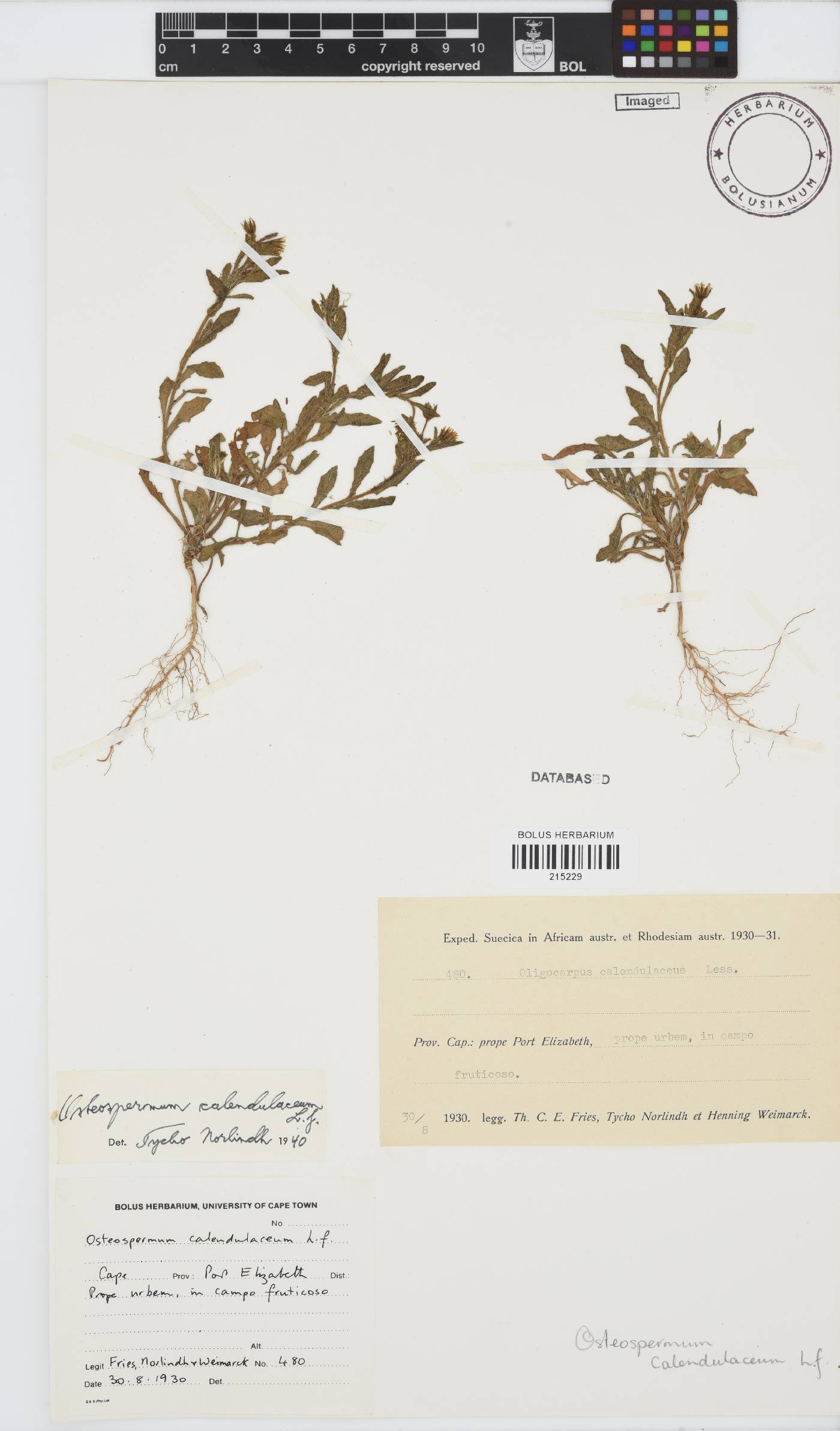 Osteospermum calendulaceum image