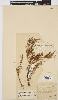 Image of Osteospermum triquetrum
