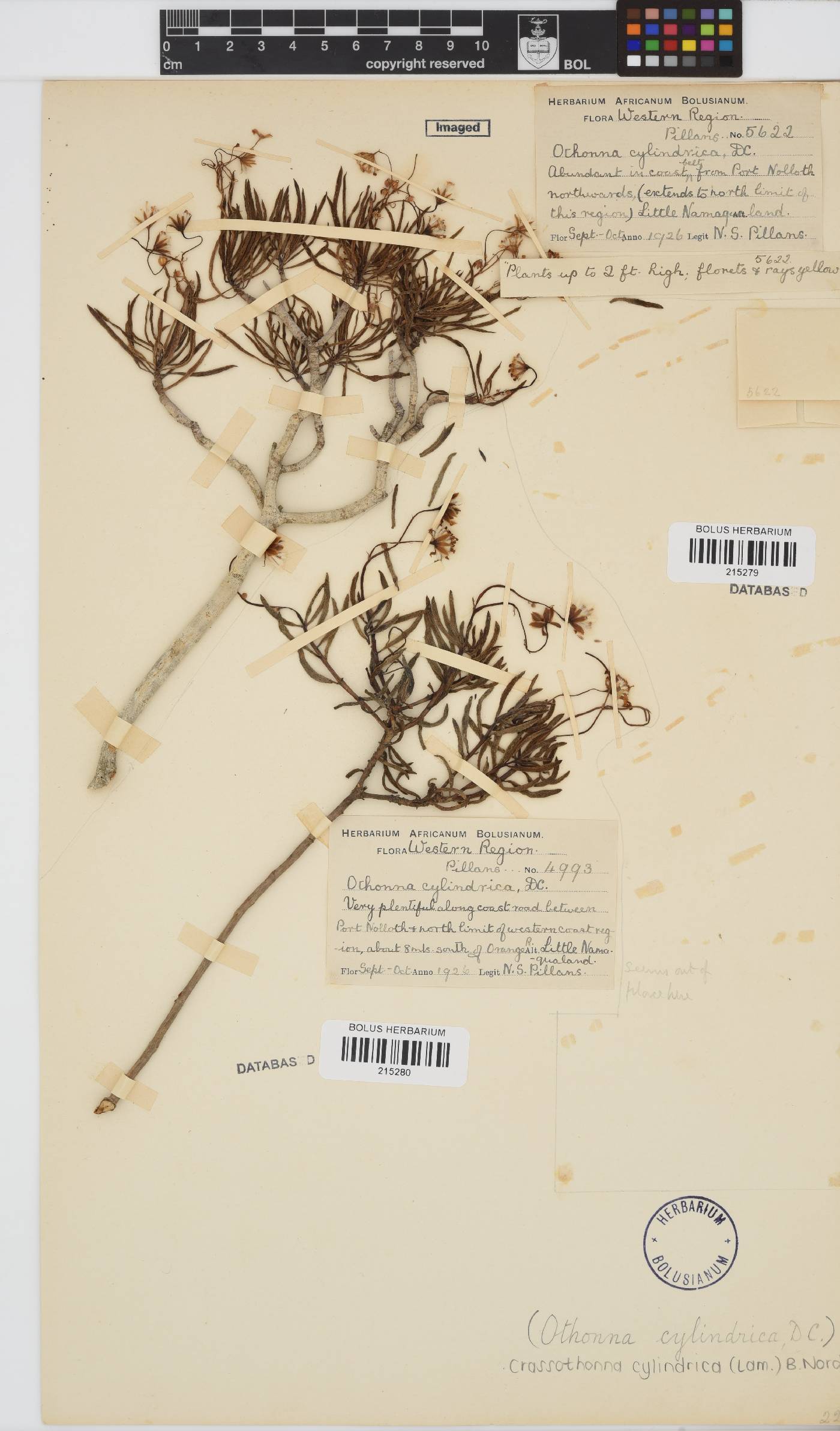 Crassothonna cylindrica image