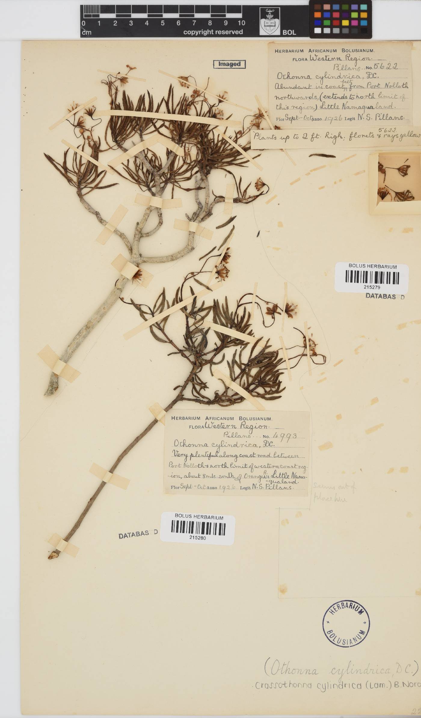 Crassothonna cylindrica image