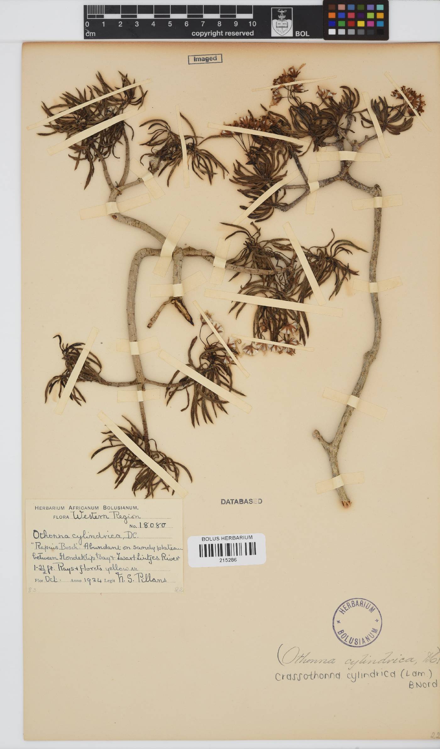 Crassothonna cylindrica image
