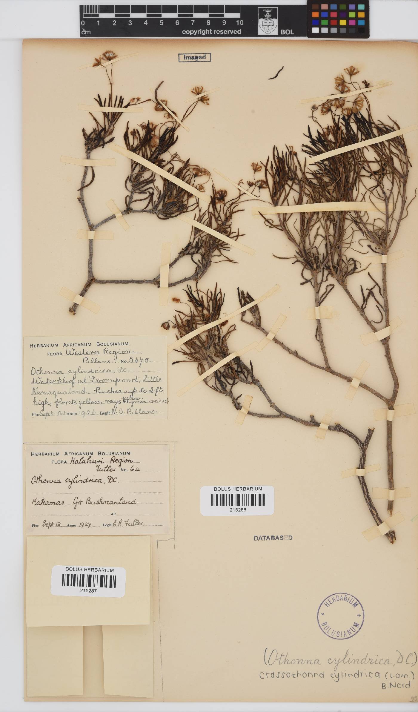 Crassothonna cylindrica image