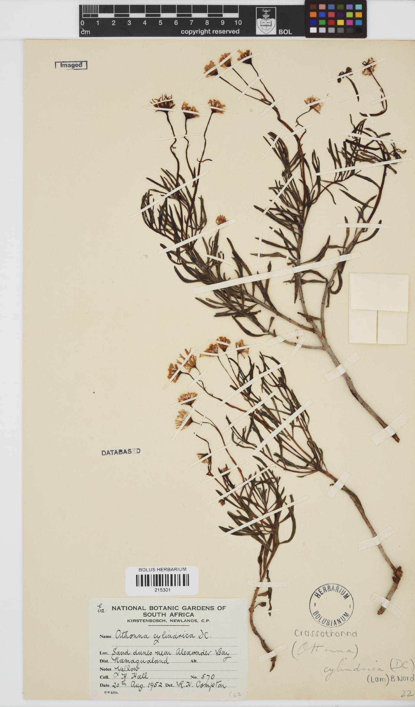 Crassothonna cylindrica image
