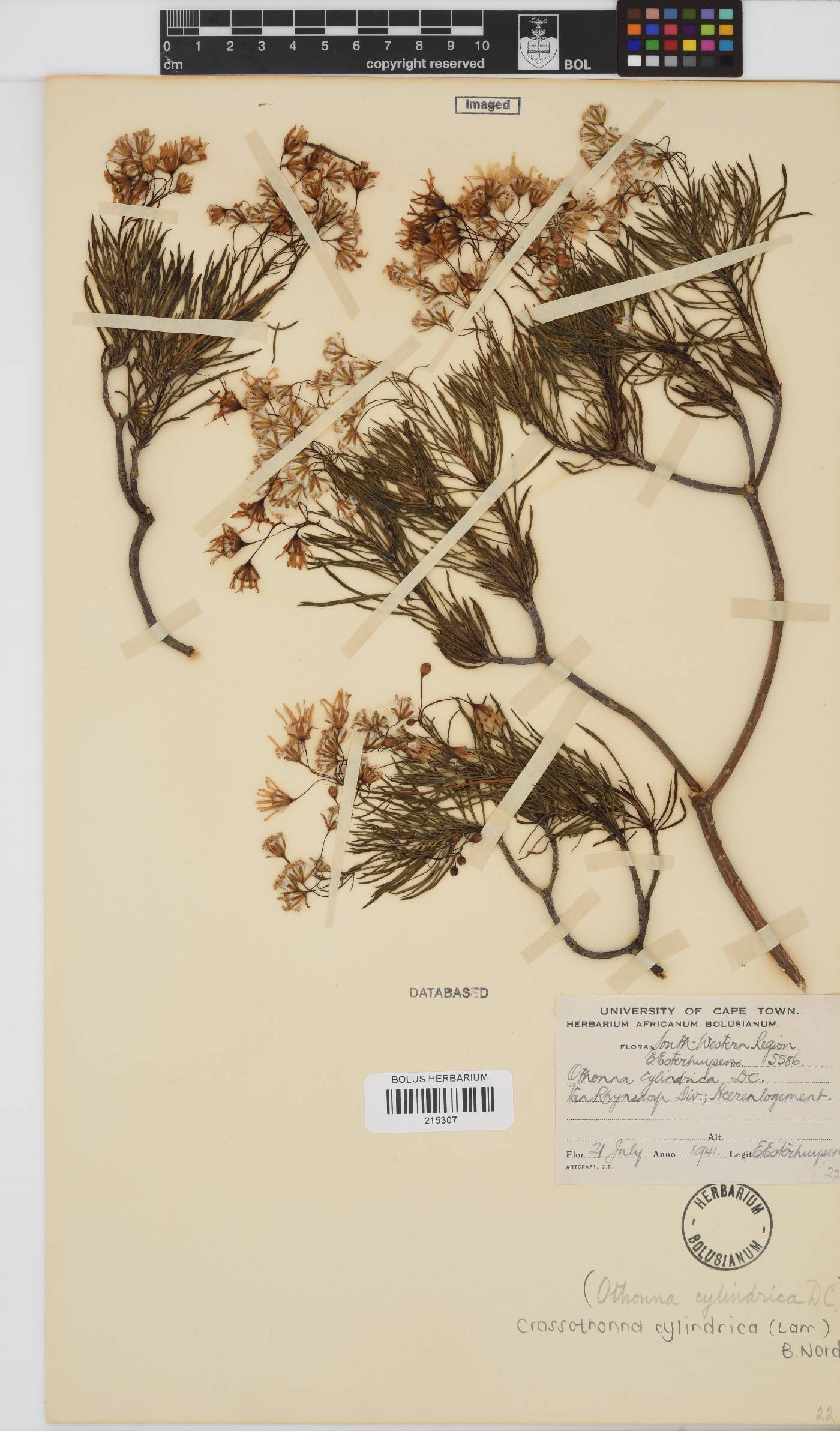 Crassothonna cylindrica image