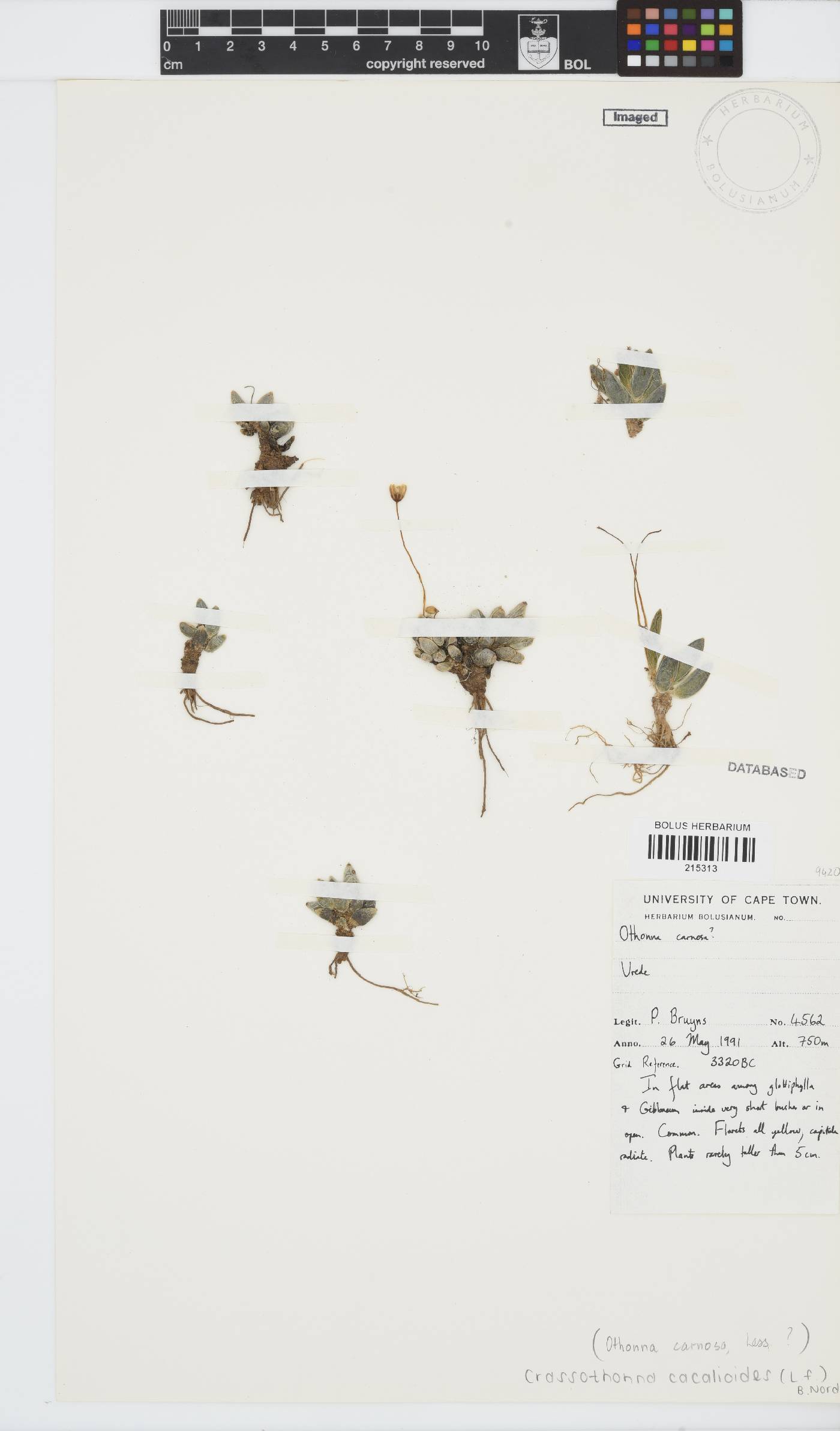 Crassothonna cacalioides image
