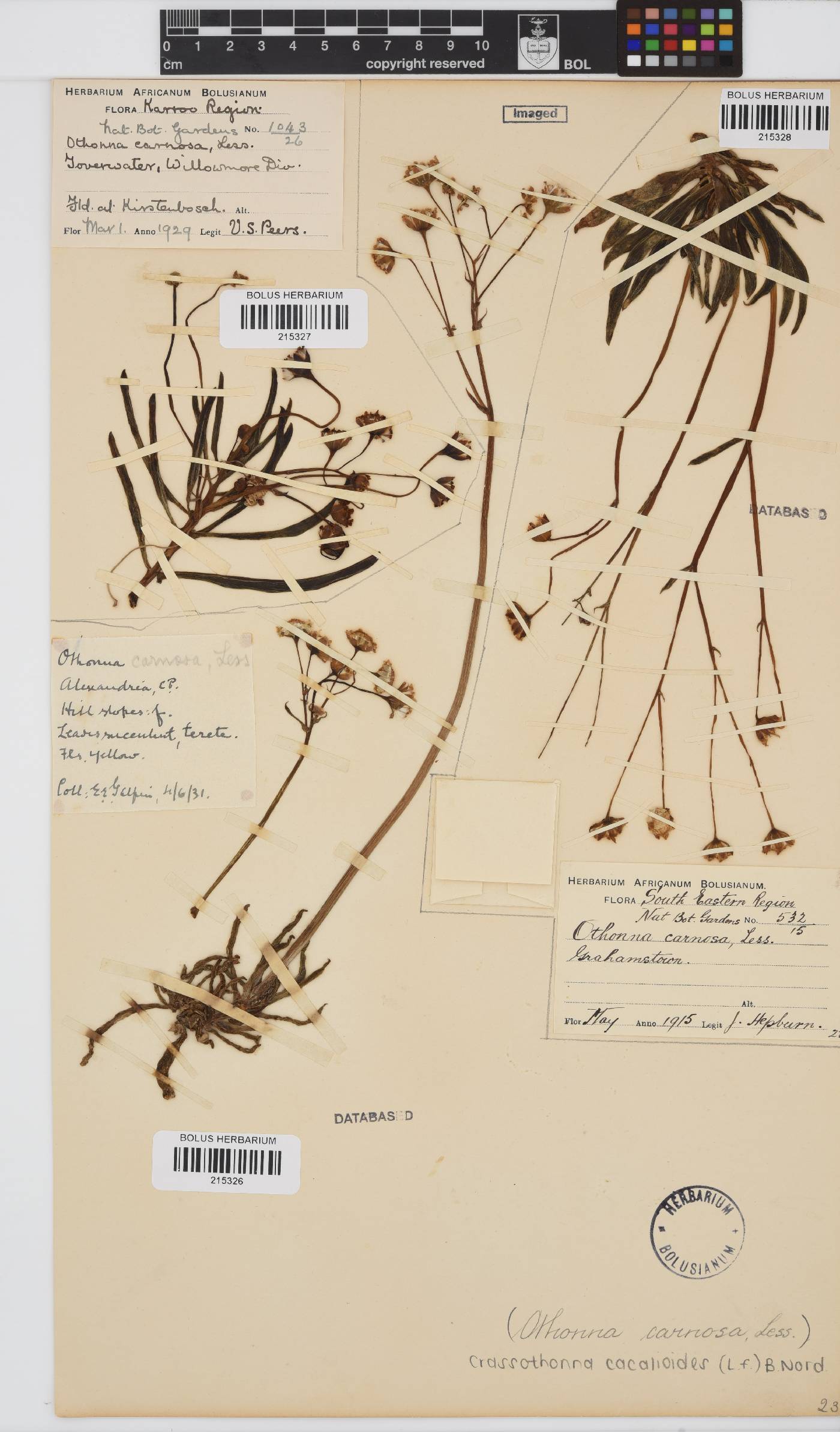Crassothonna cacalioides image