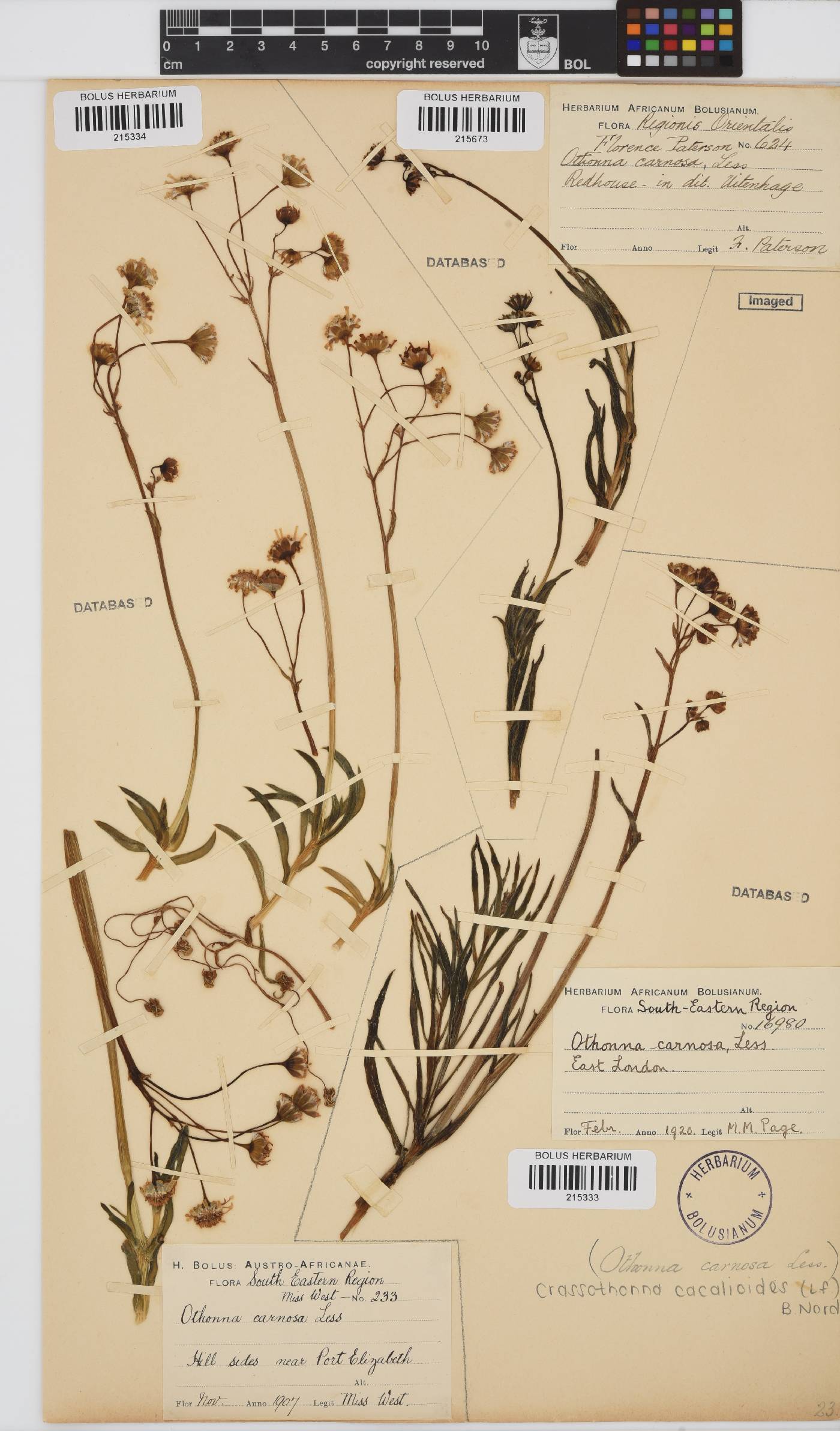 Crassothonna cacalioides image