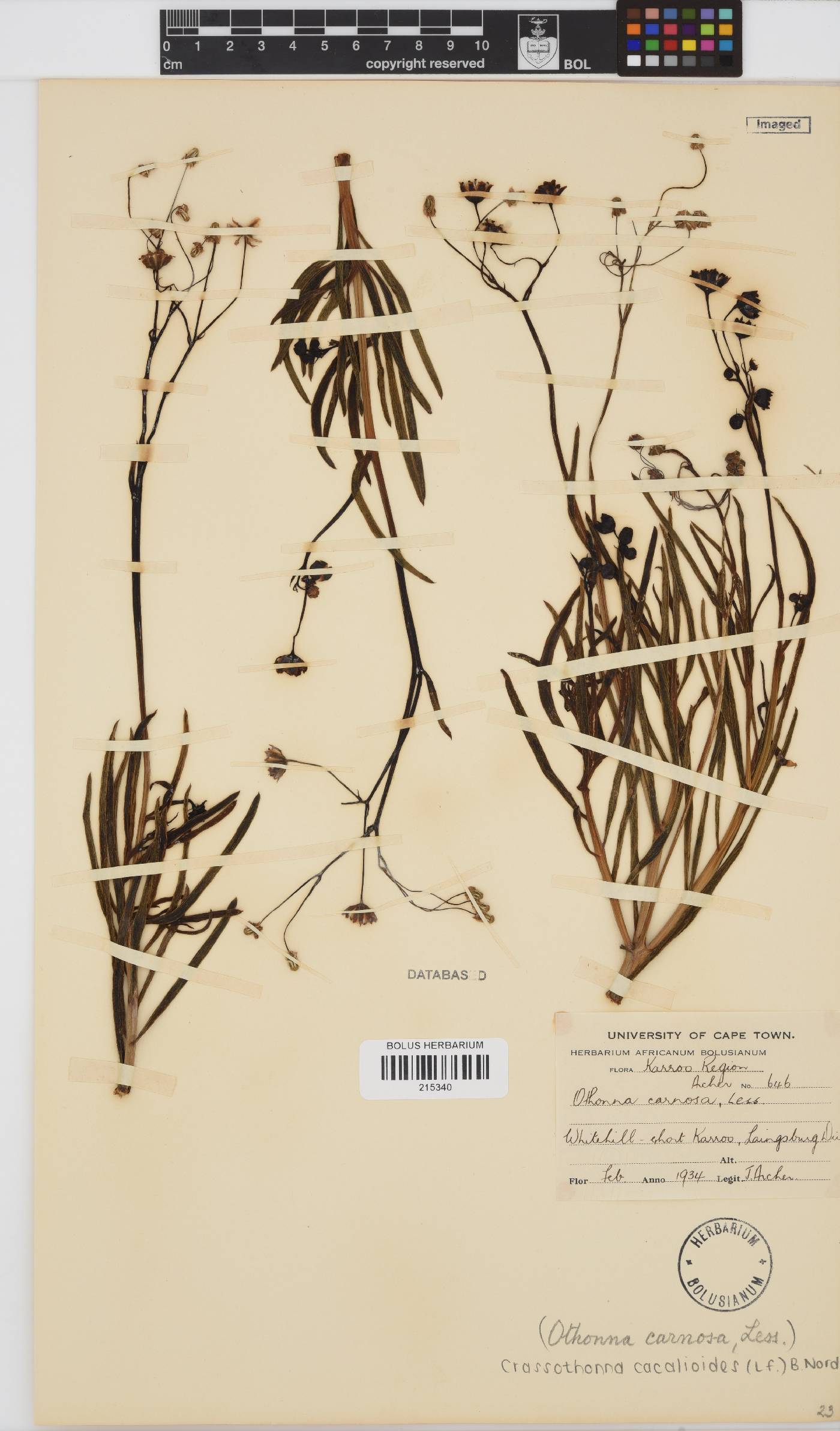 Crassothonna cacalioides image