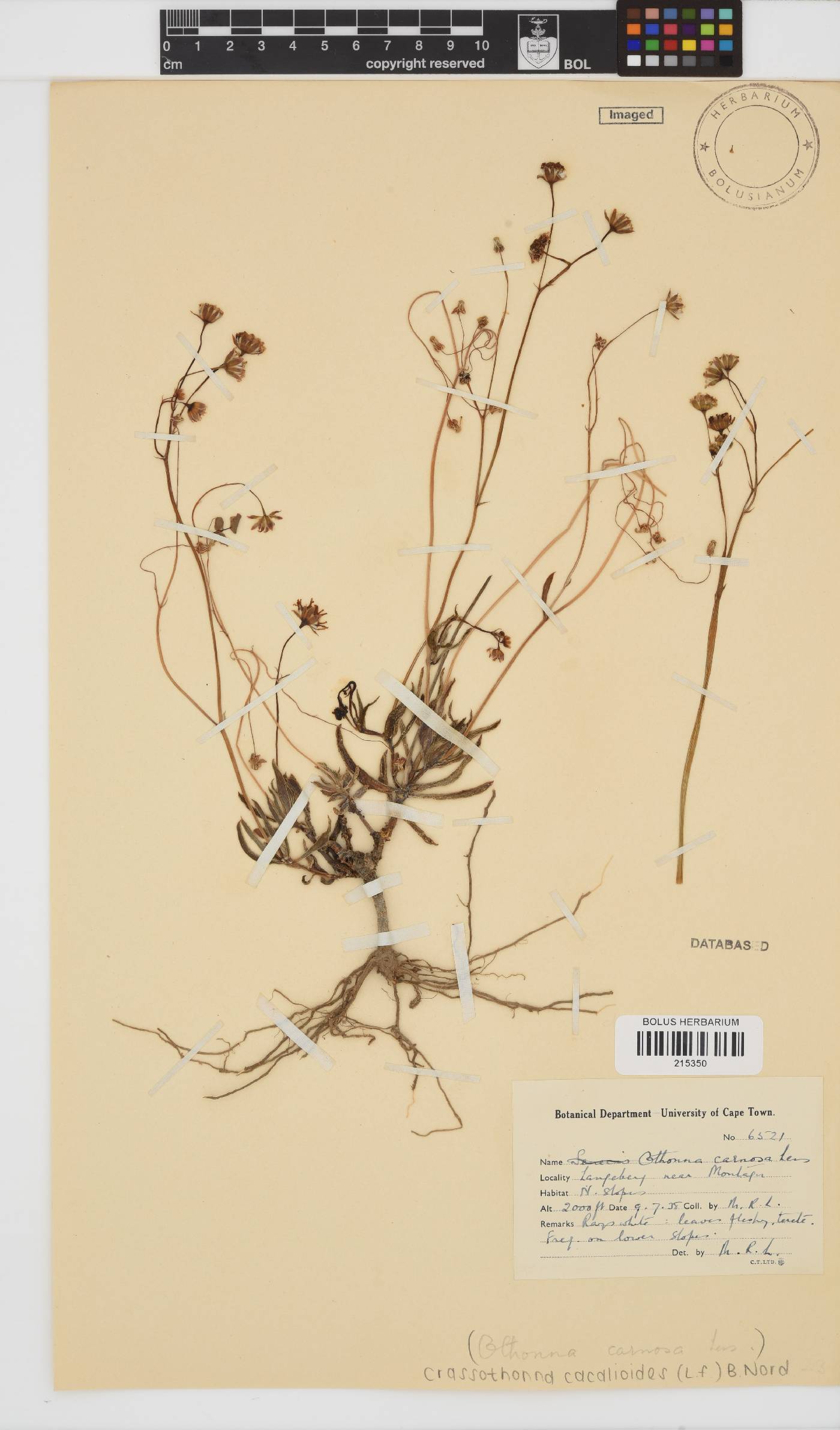 Crassothonna cacalioides image