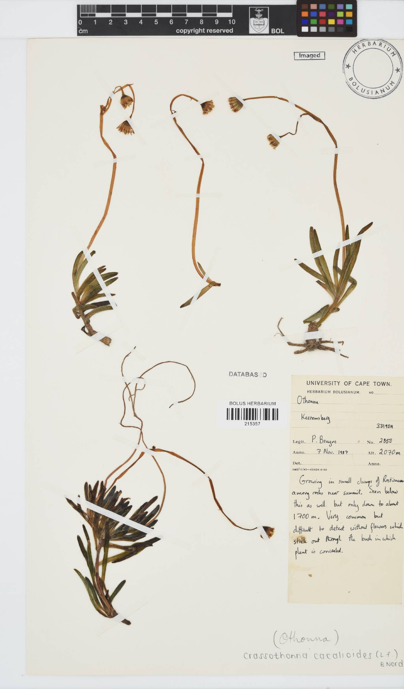 Crassothonna cacalioides image
