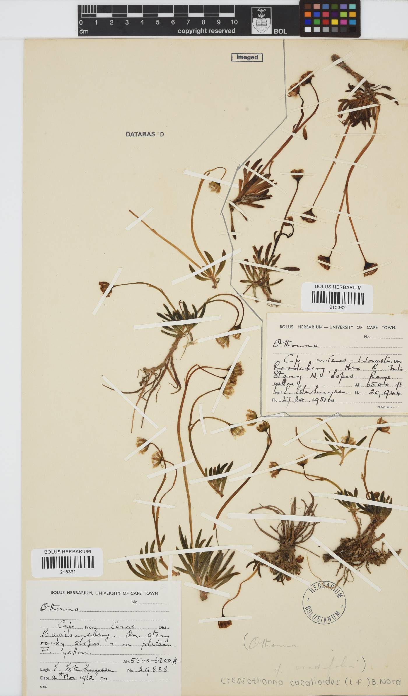 Crassothonna cacalioides image