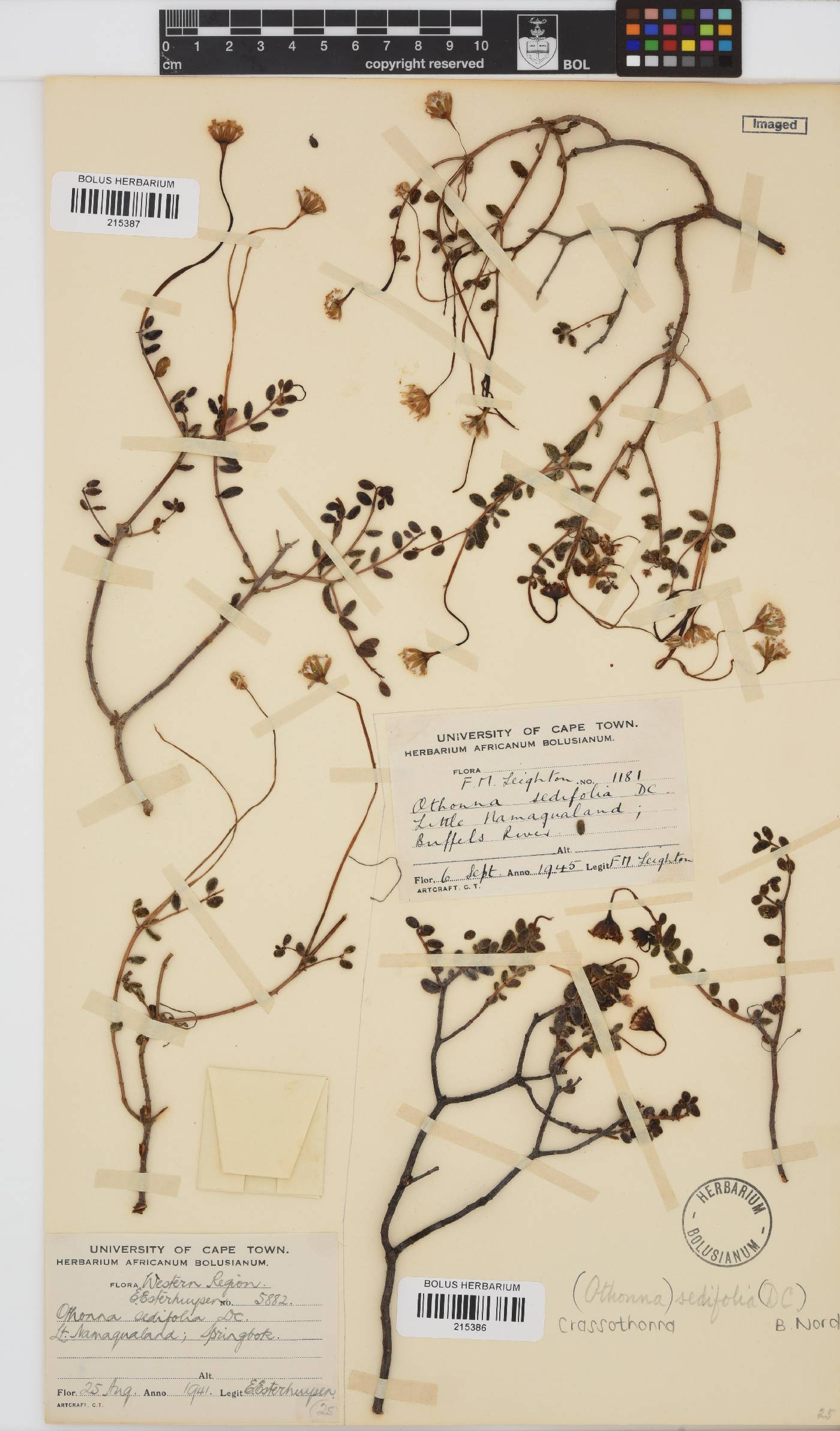Crassothonna sedifolia image