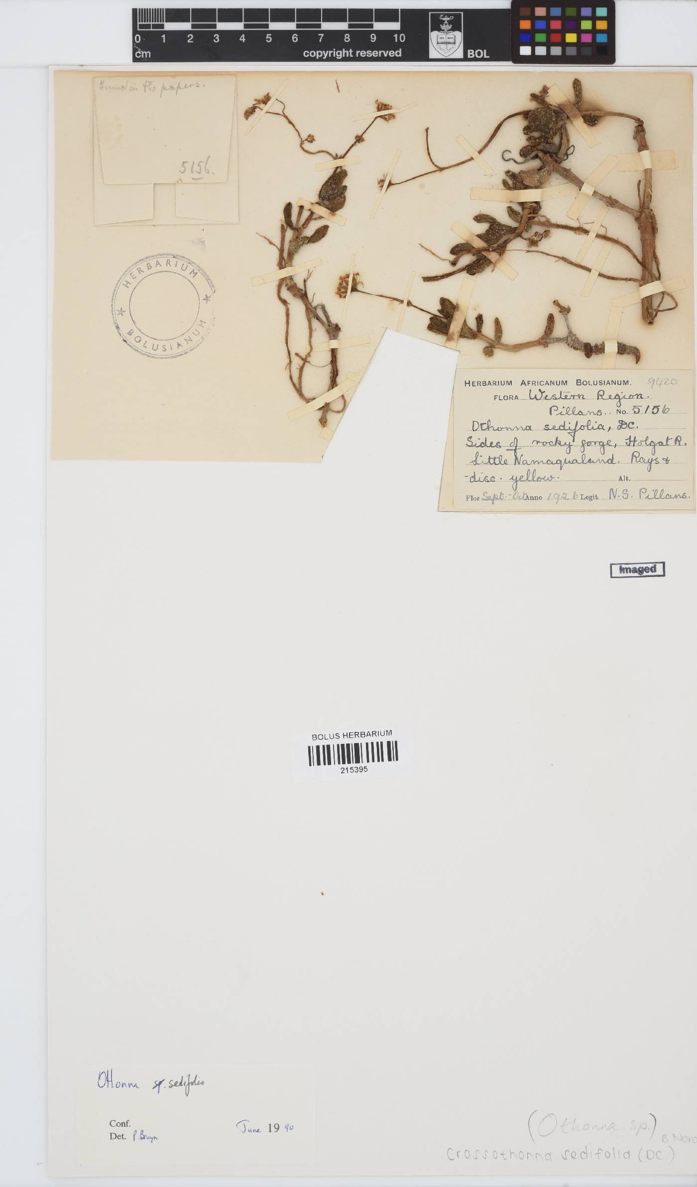 Crassothonna sedifolia image