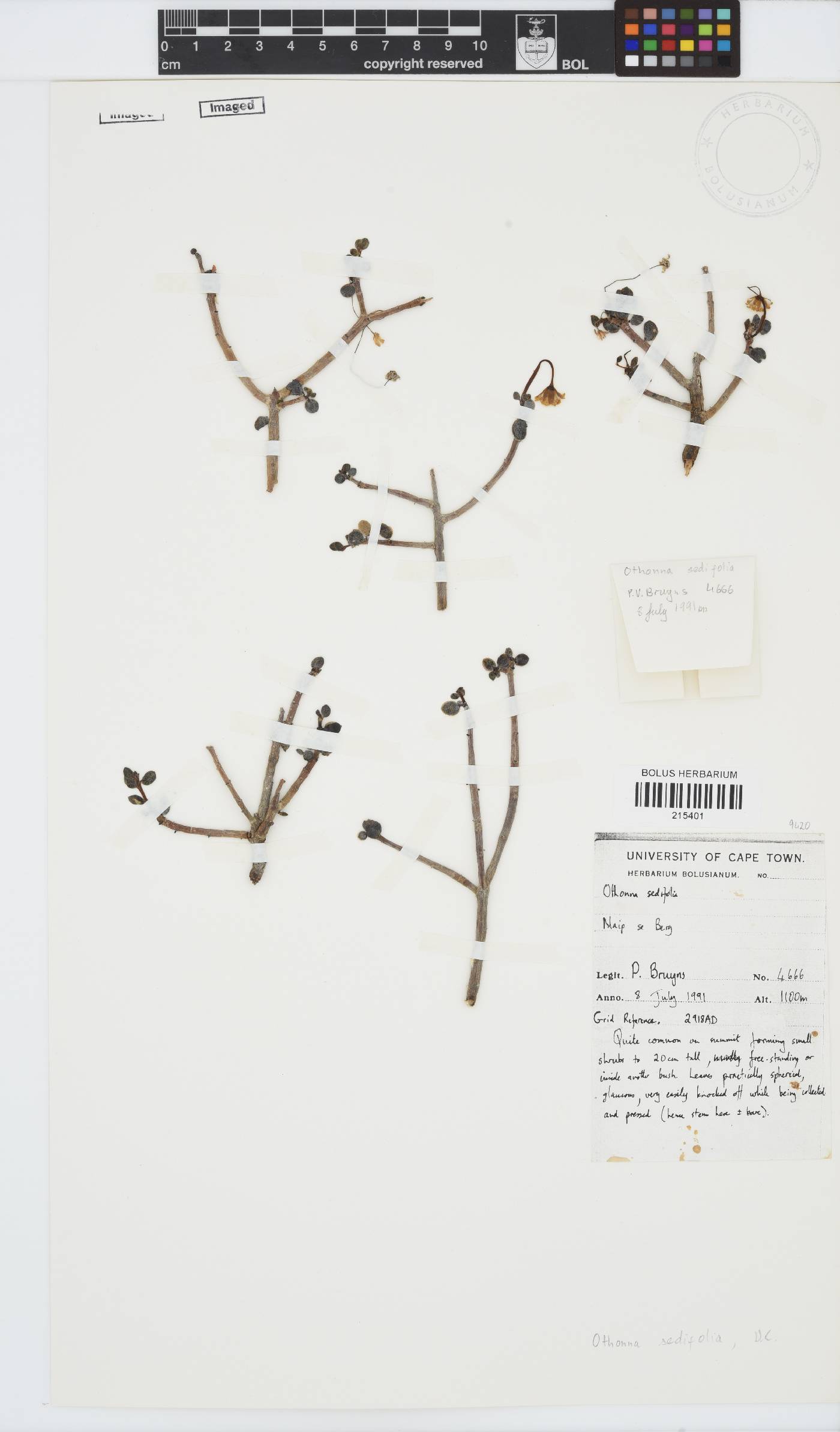 Crassothonna sedifolia image