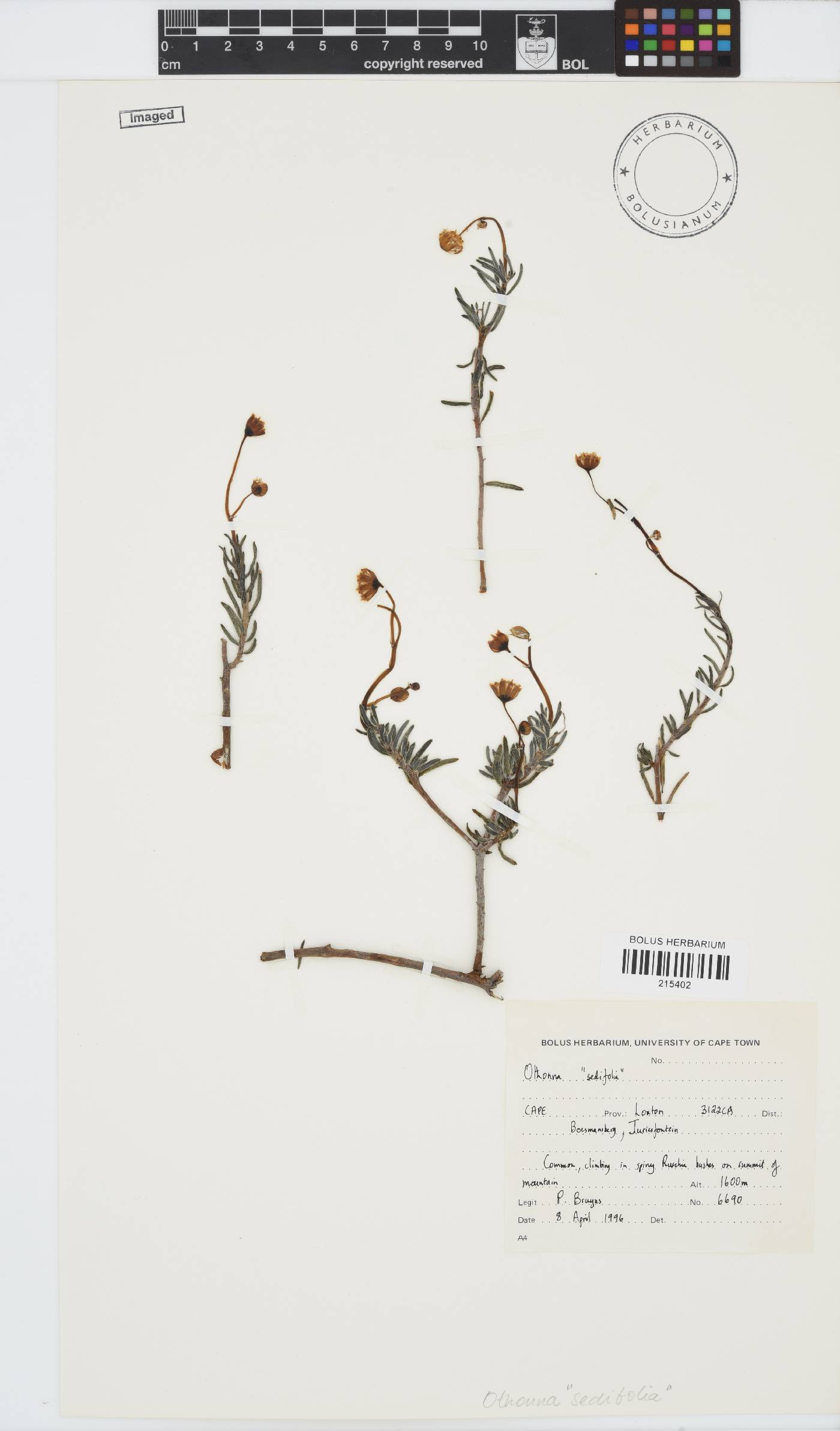 Crassothonna sedifolia image