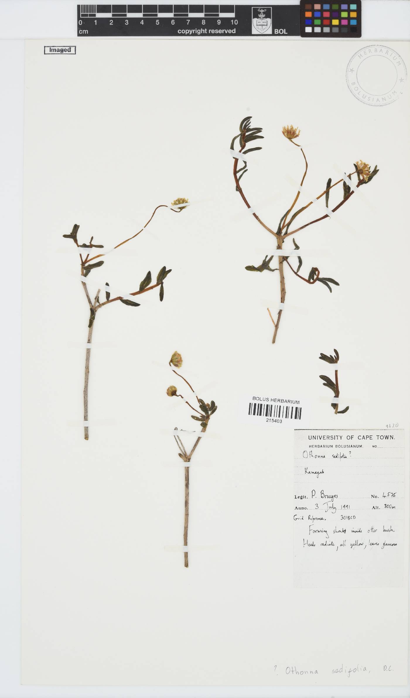 Crassothonna sedifolia image