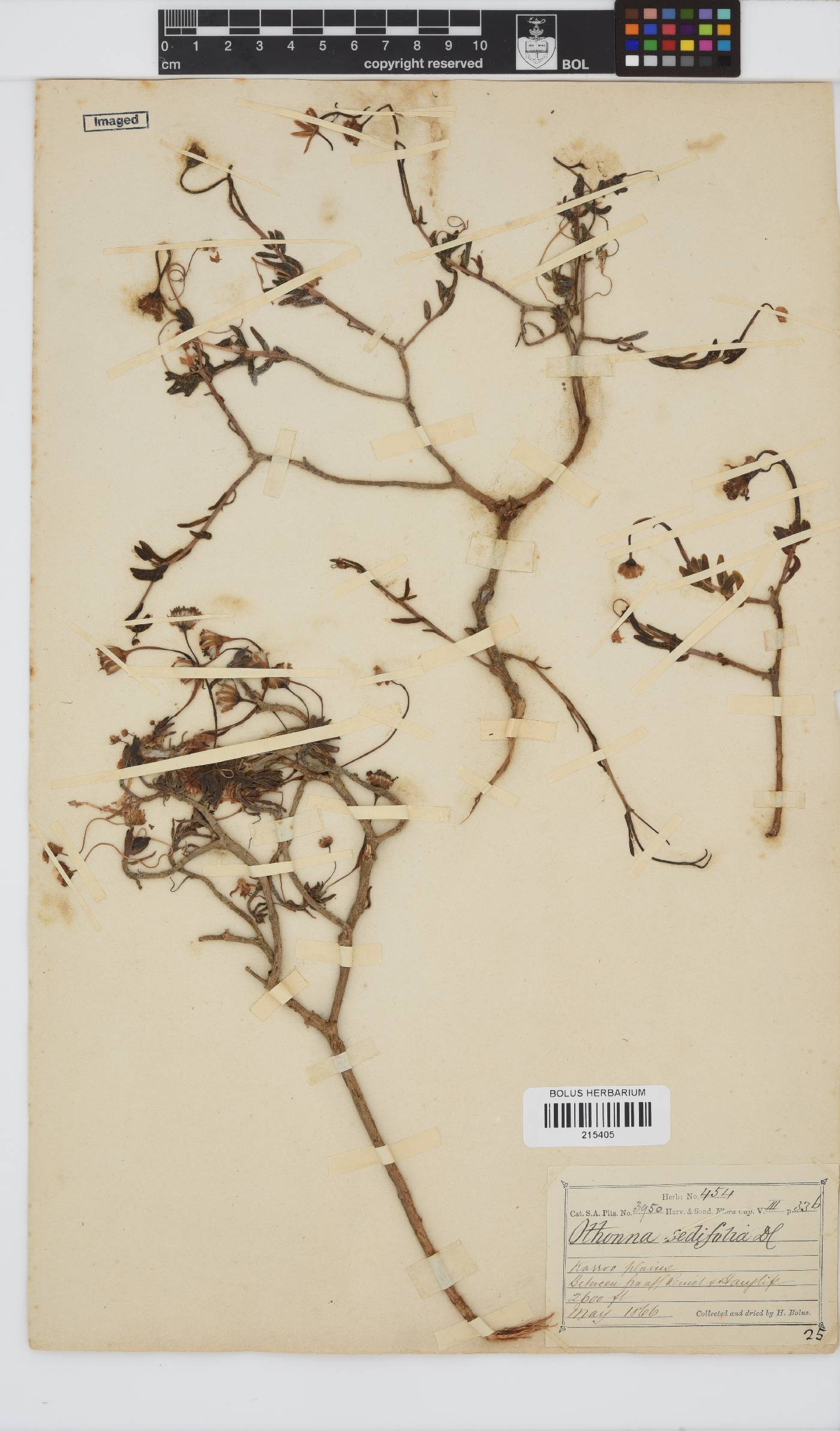 Crassothonna sedifolia image
