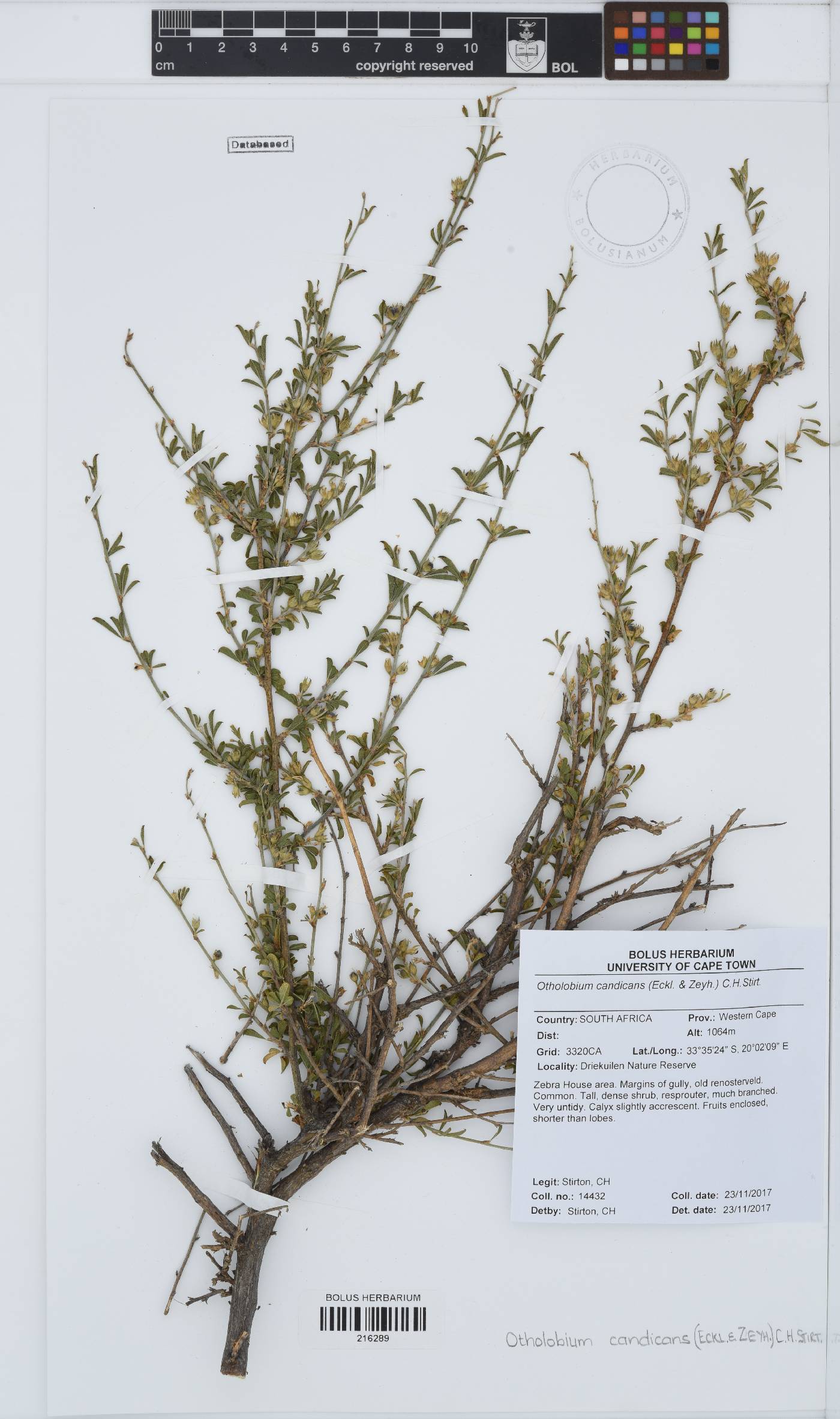 Otholobium candicans image
