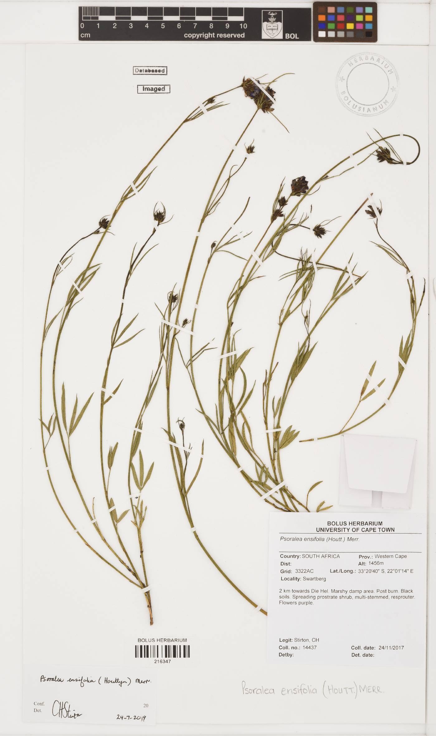 Psoralea ensifolia image