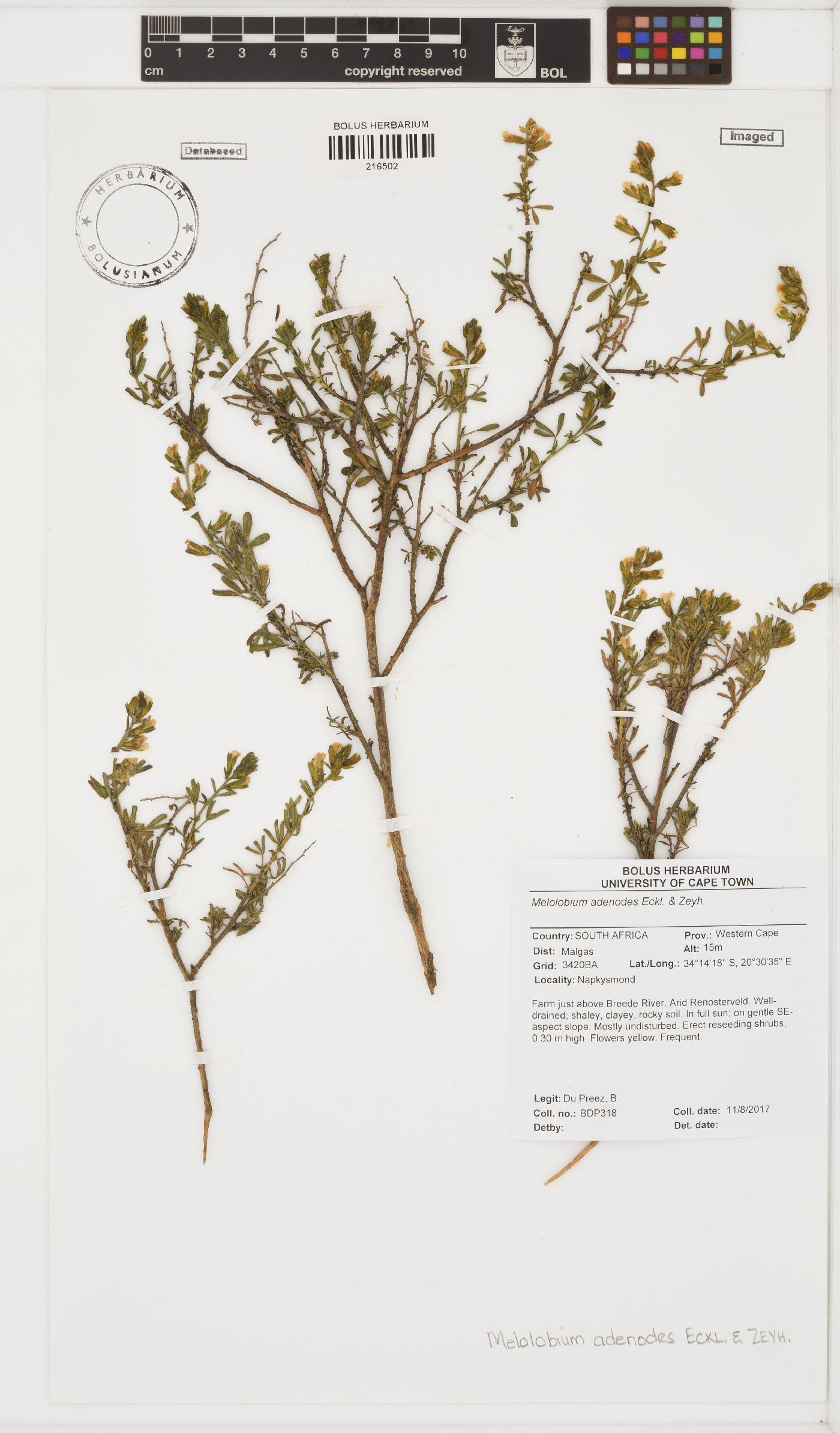 Melolobium adenodes image