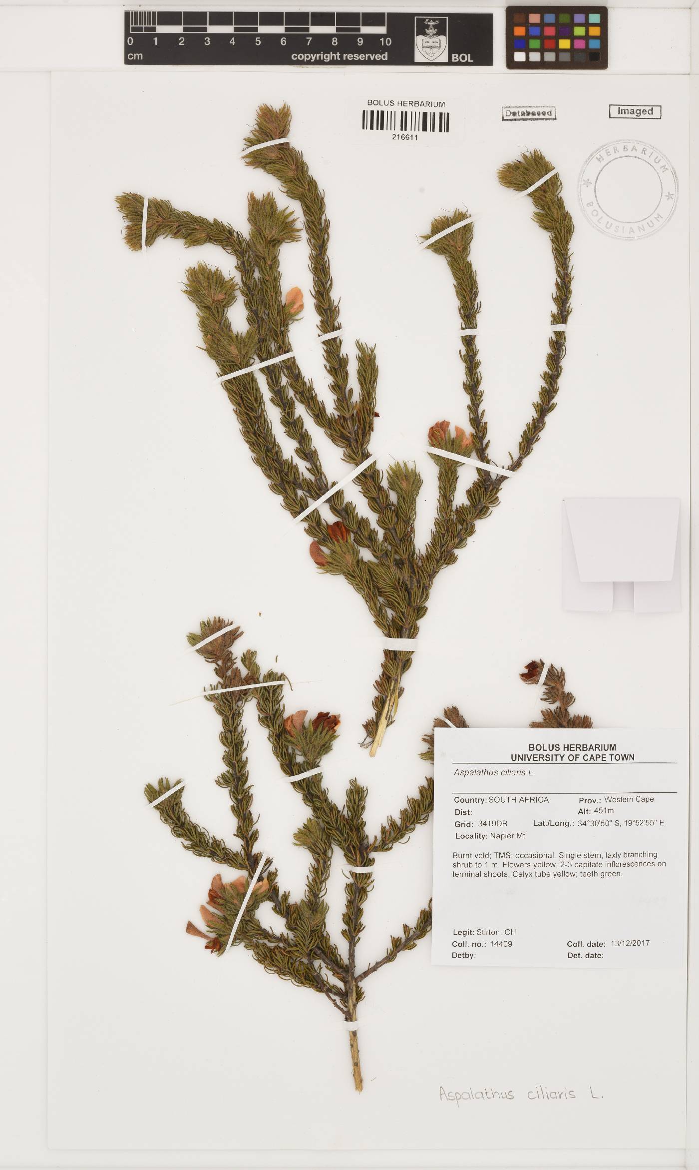 Aspalathus ciliaris image