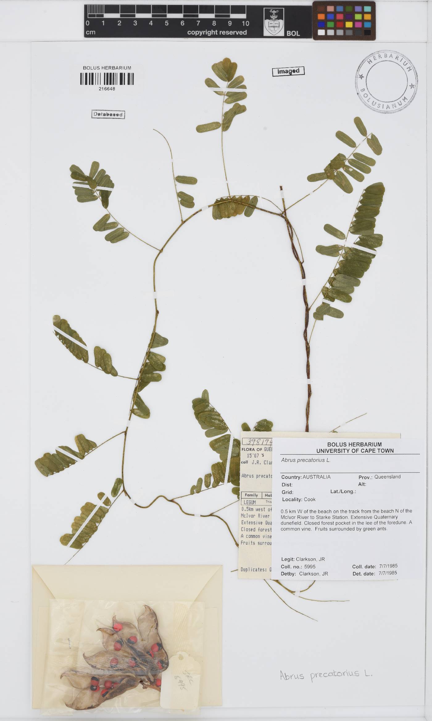 Abrus precatorius image