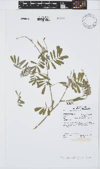 Image of Tephrosia astragaloides