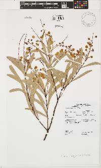 Image of Acacia hemignosta