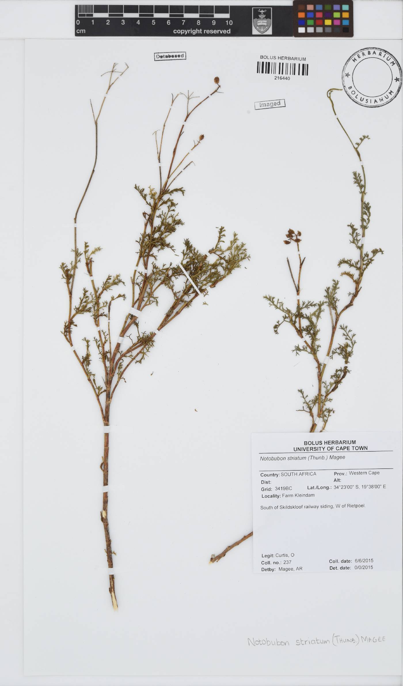 Notobubon striatum image