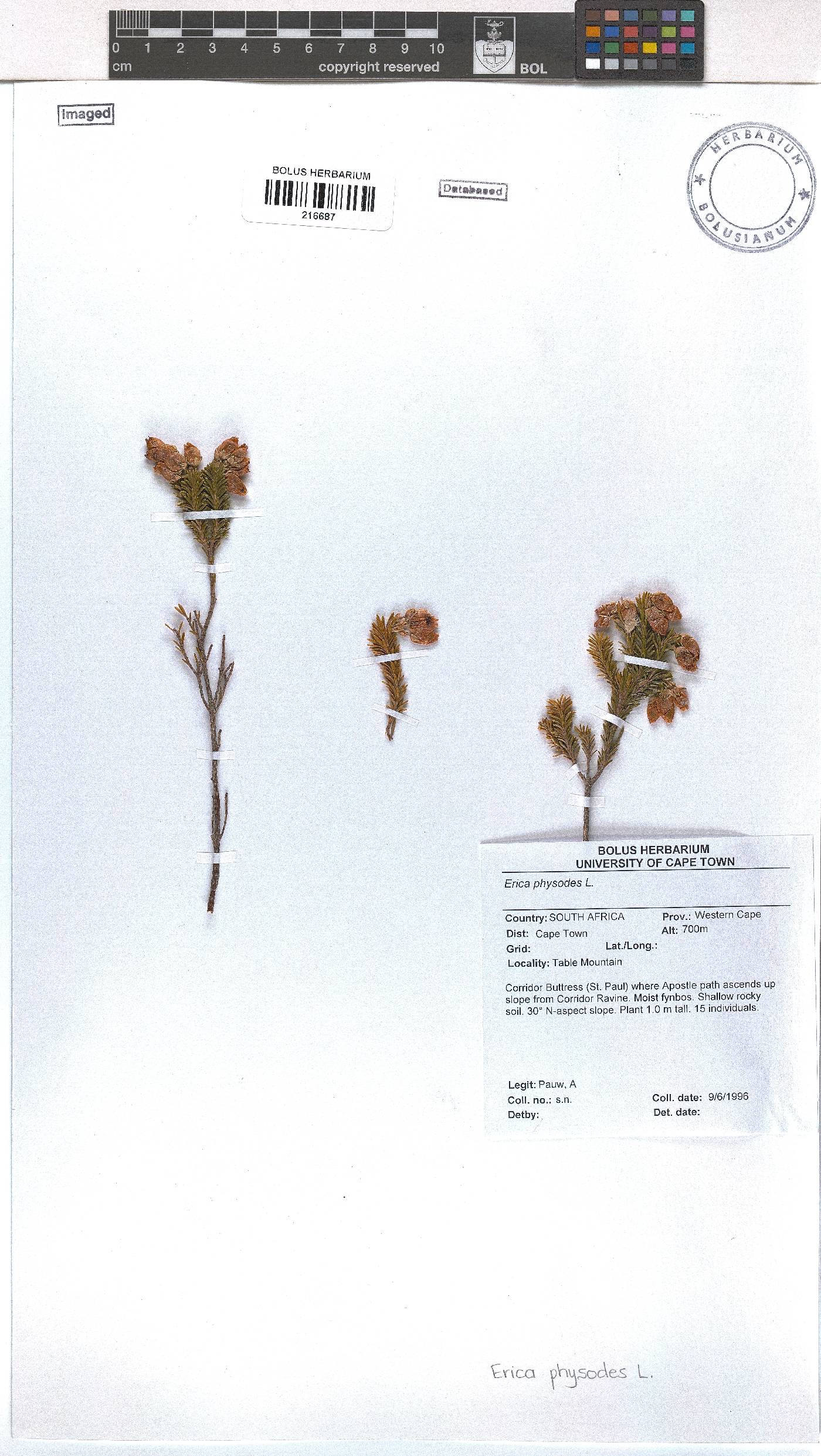 Erica physodes image