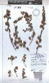 Anisodontea dissecta image