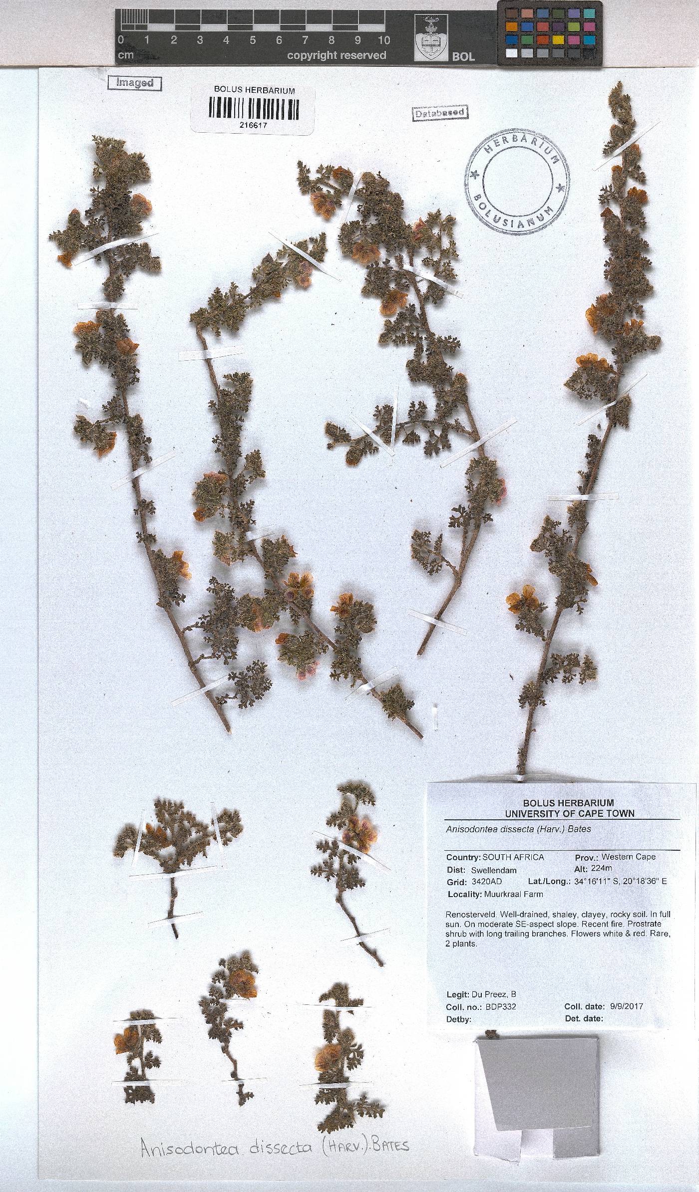 Anisodontea dissecta image